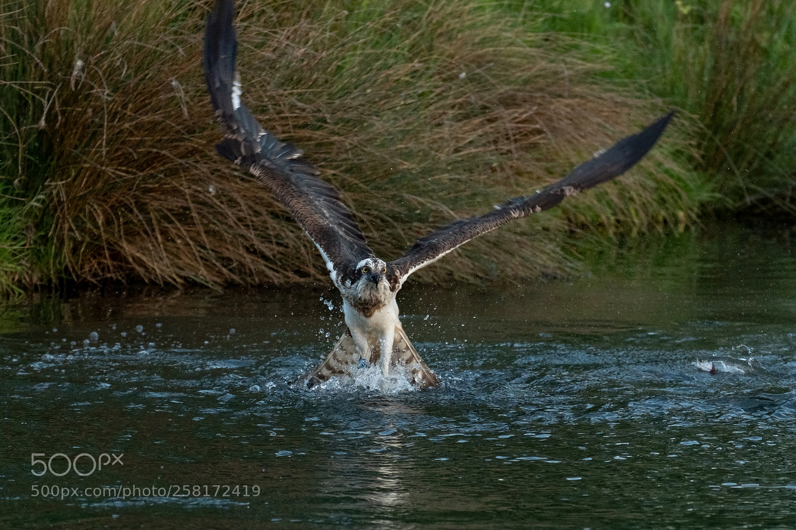 Fujifilm X-T2 sample photo. Osprey photography