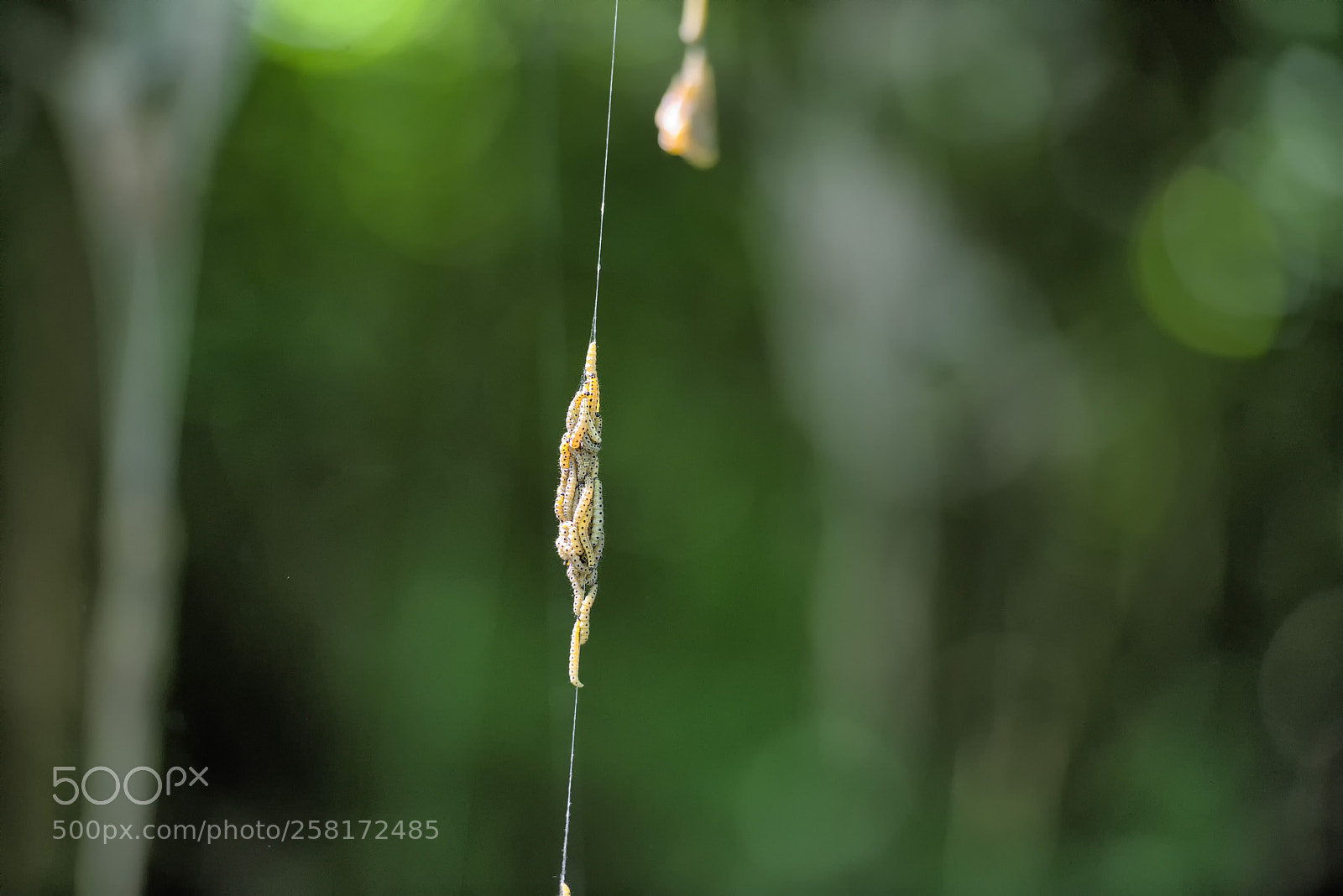 Nikon D800 sample photo. Gespinstmotten (totale) photography