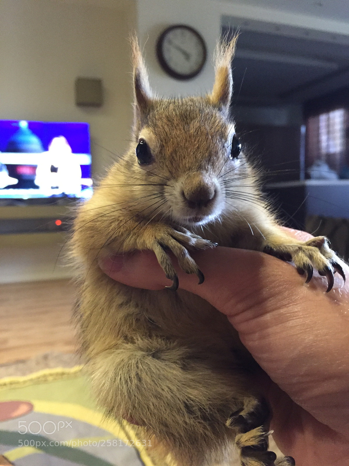 Apple iPhone 6 sample photo. More from stella  photography