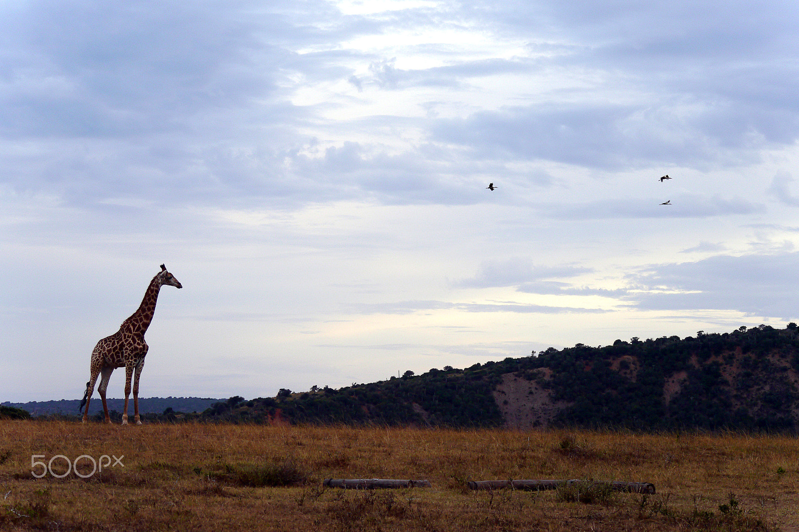 Panasonic Lumix DMC-G5 sample photo. Giraffe & storks in south africa photography