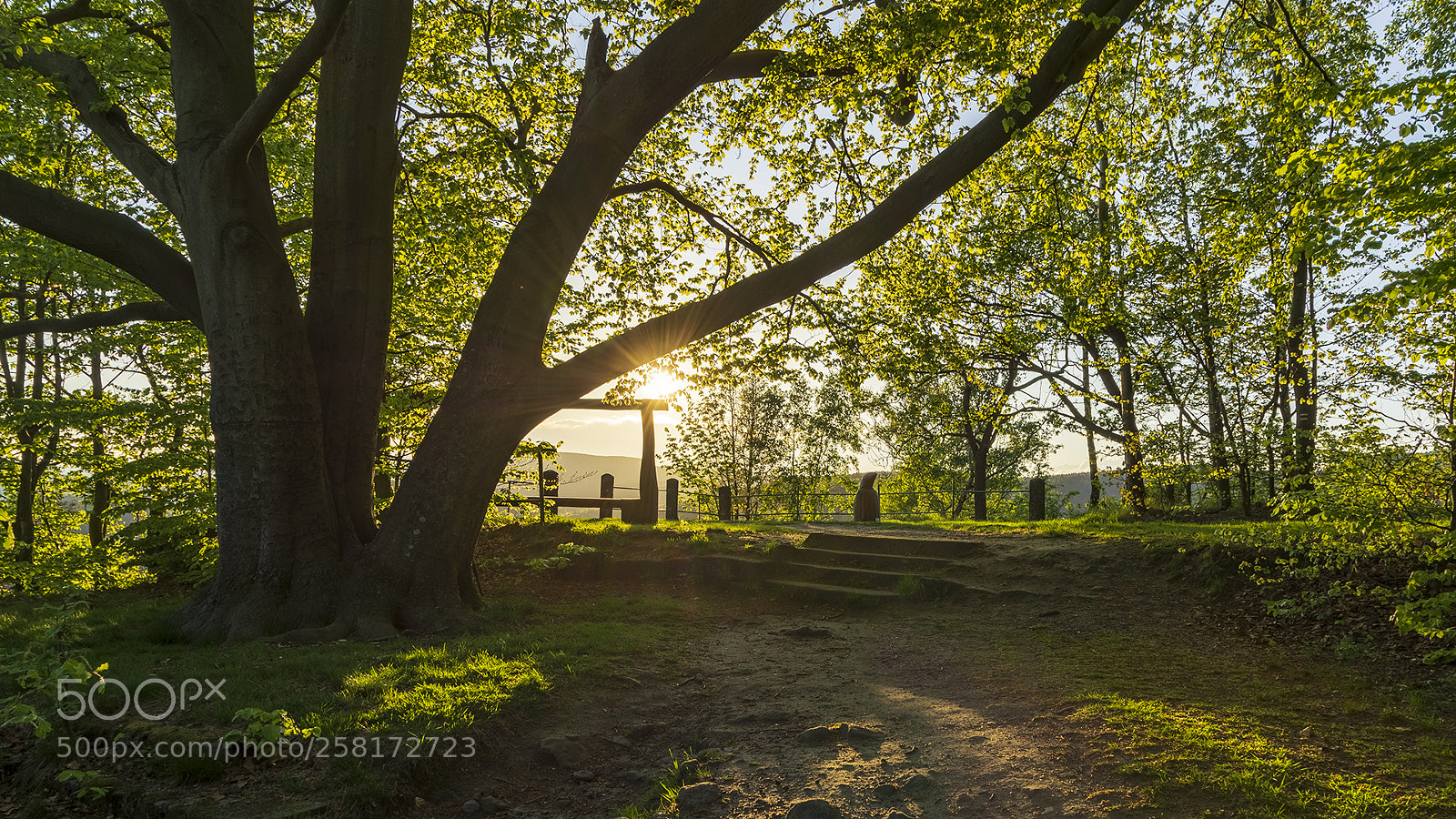 Pentax K-3 II sample photo. Spring forest photography