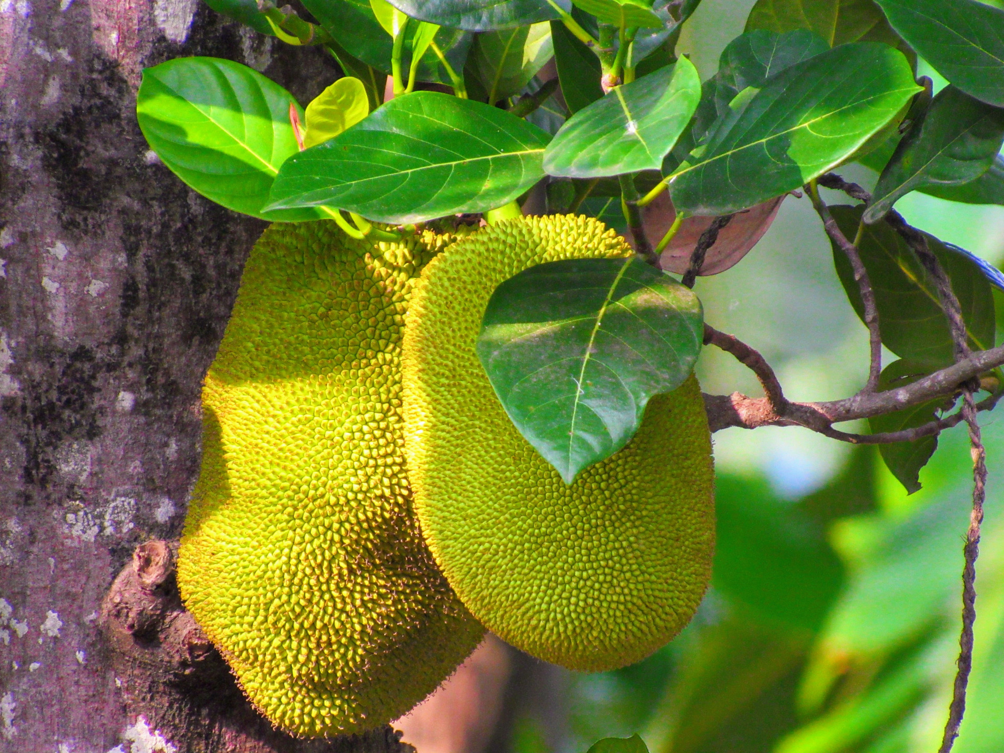 Canon PowerShot SX520 HS sample photo. Jackfruit photography