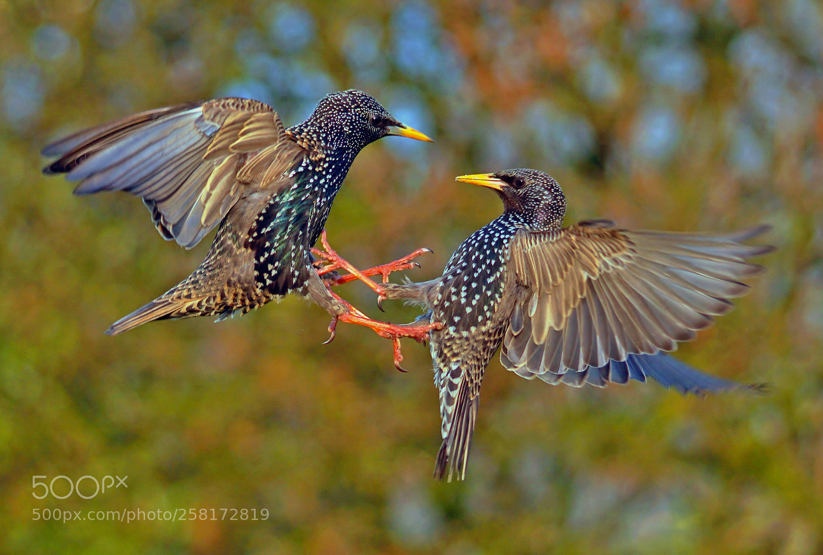 Sony ILCA-77M2 sample photo. Duel of starlings photography