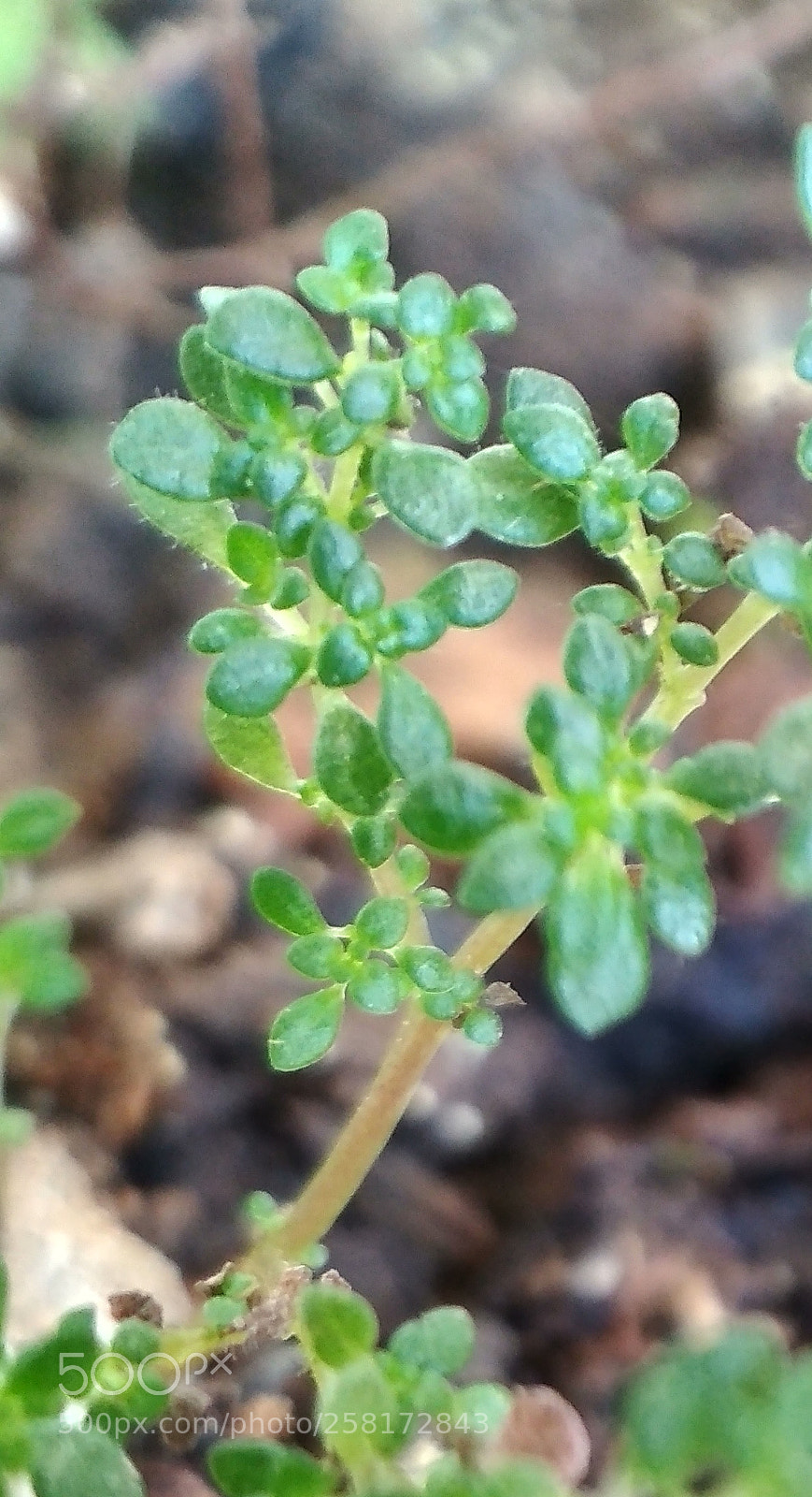Xiaomi Redmi 4X sample photo. Testing macro lens blitz photography