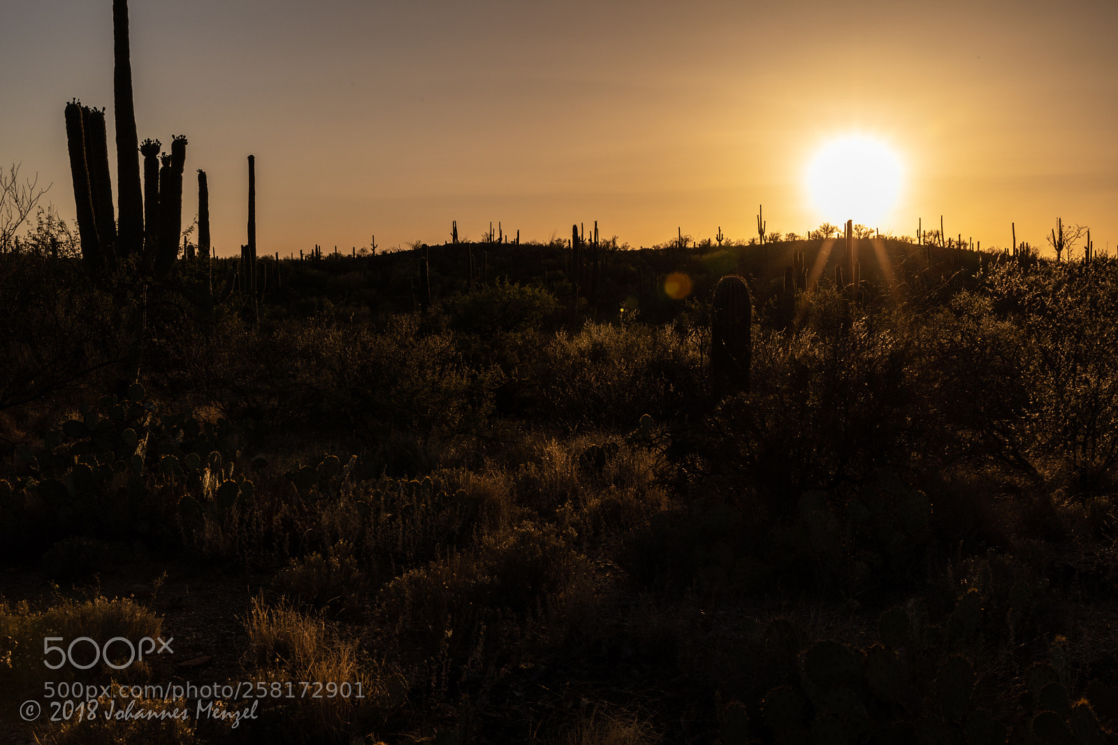 Canon EOS 5D Mark IV sample photo. Cactus sunset photography