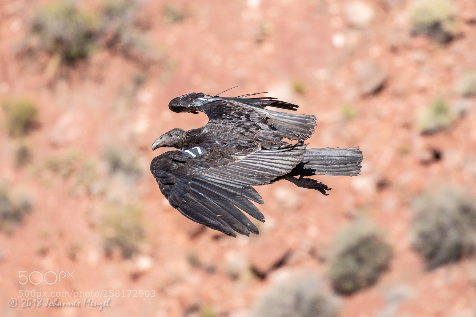 Canon EOS 7D Mark II sample photo. Vulture #17 photography