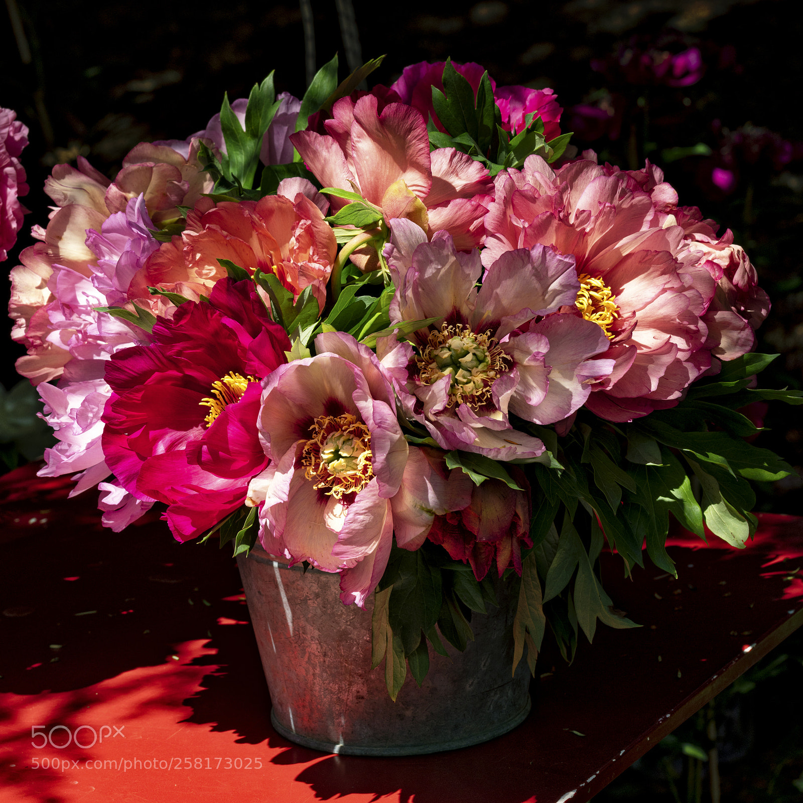 Sony a7R III sample photo. Peonie square photography