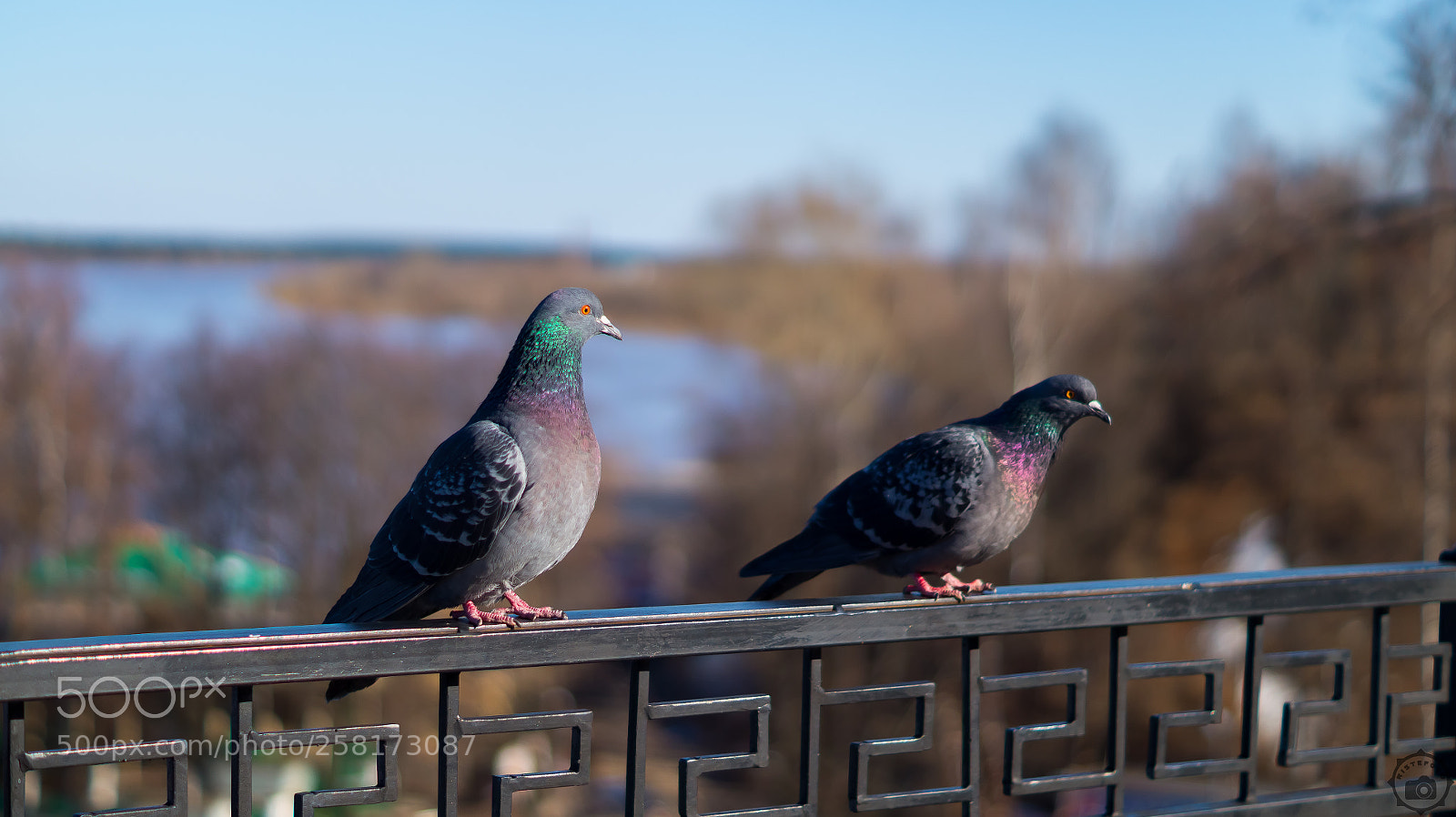 Sony SLT-A58 sample photo. Friends photography