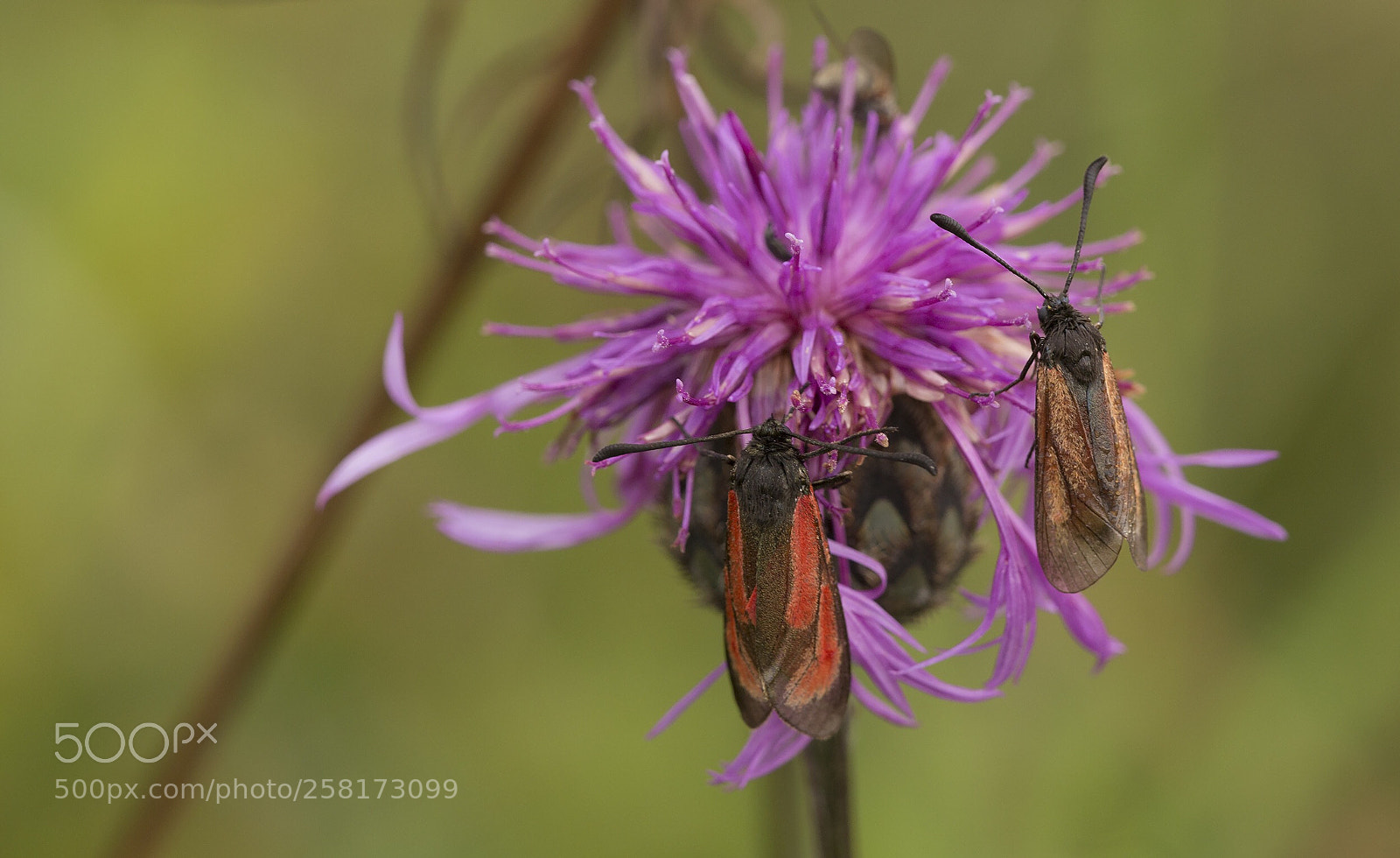 Canon EOS 6D sample photo. Transparent burnet photography