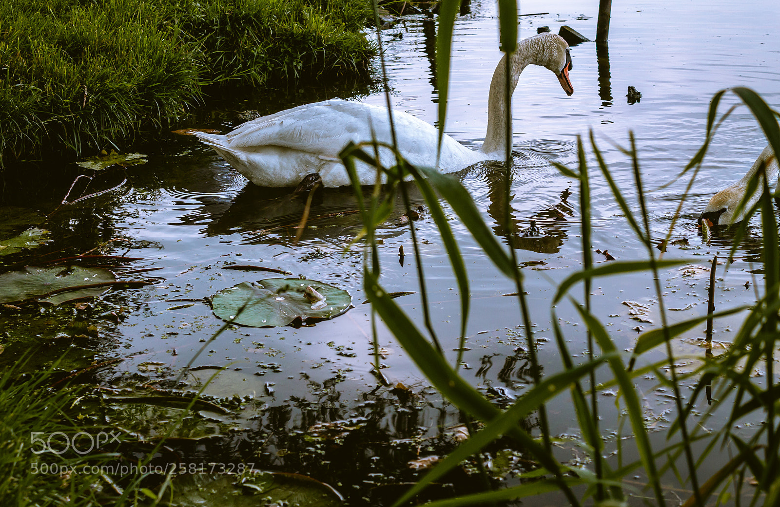 Canon EOS 1100D (EOS Rebel T3 / EOS Kiss X50) sample photo. The swanlake photography