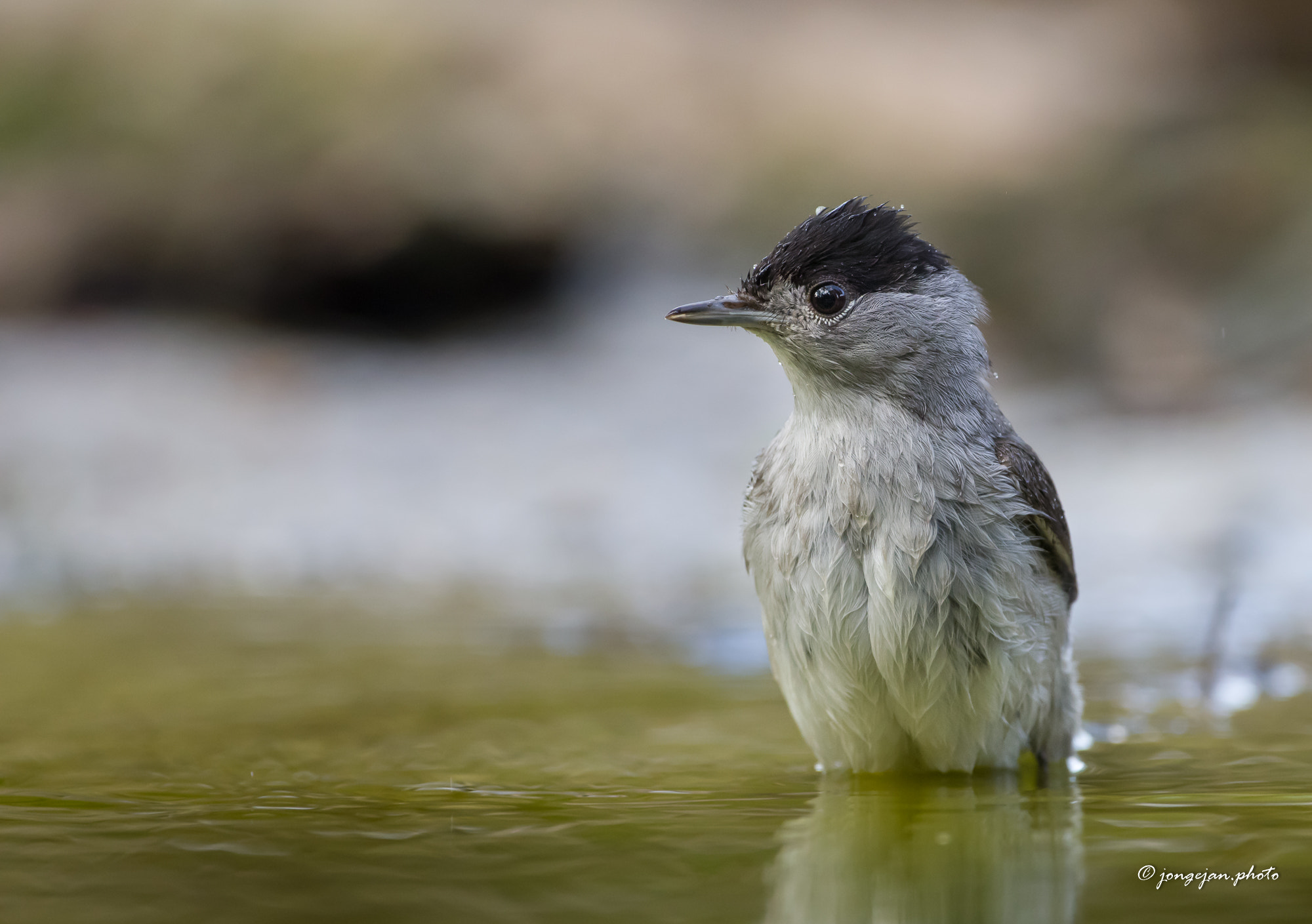 Pentax K-1 Mark II sample photo. Blackcap photography