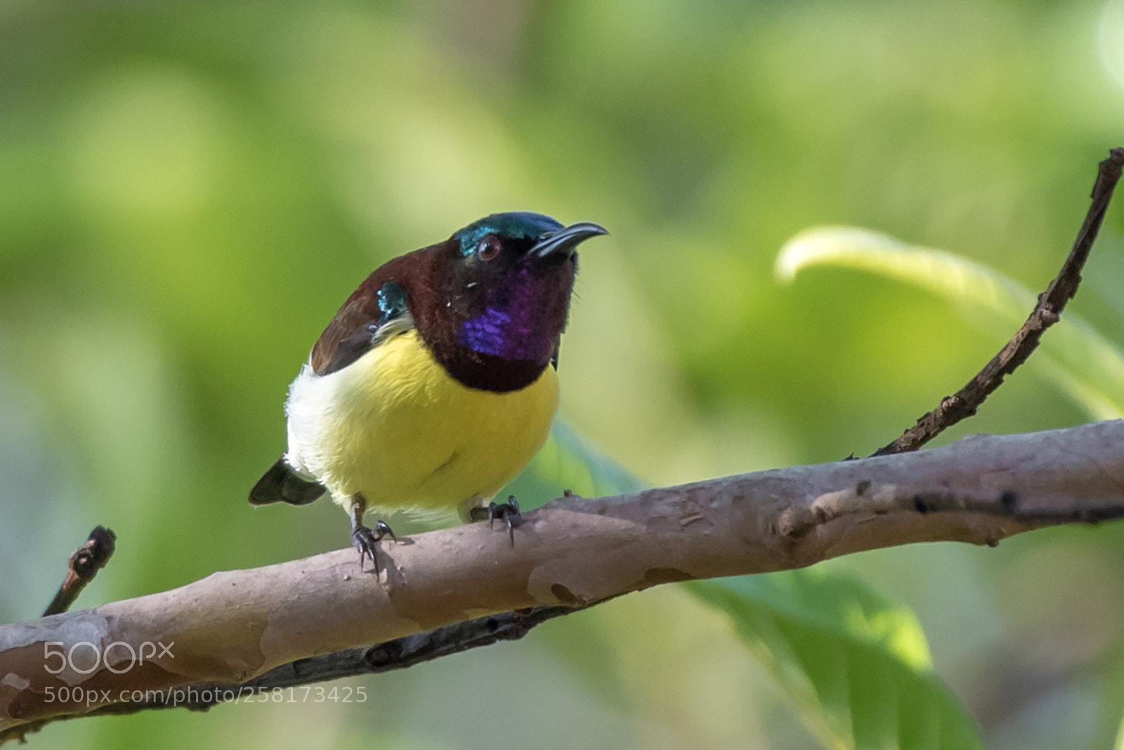Nikon D750 sample photo. Purple-rumped sunbird photography