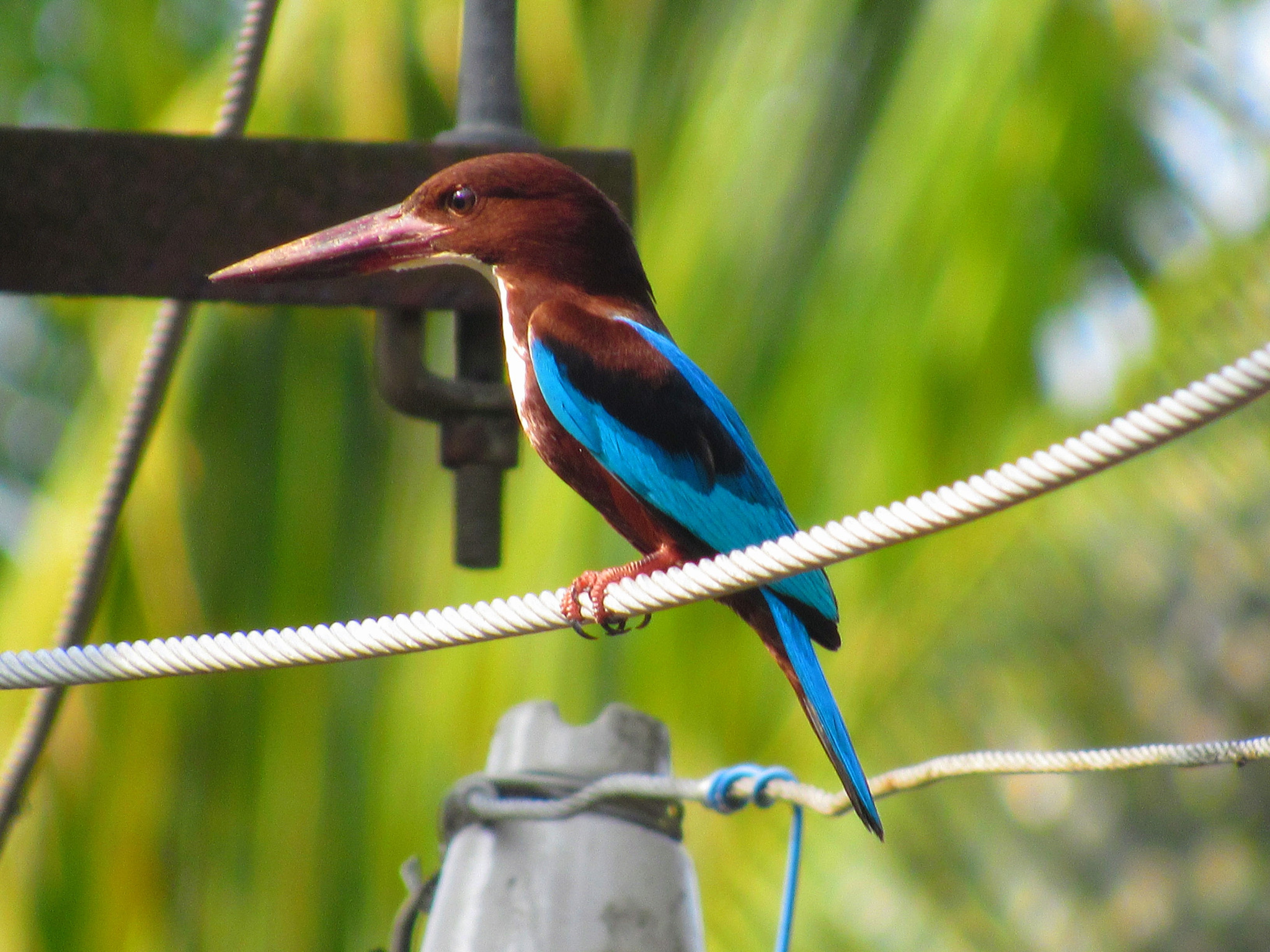 Canon PowerShot SX520 HS sample photo. Kingfisher photography