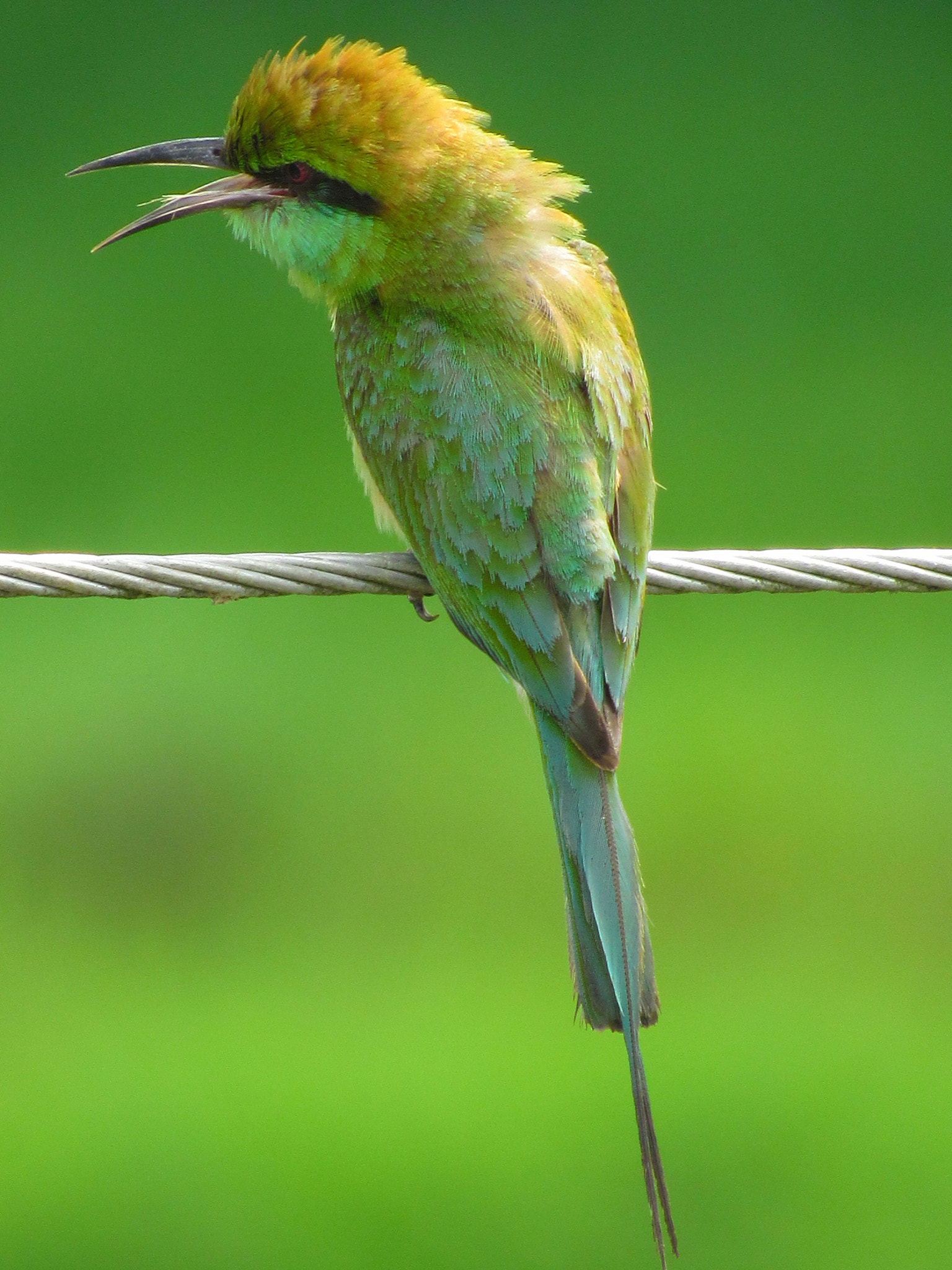 Canon PowerShot SX520 HS sample photo. Bird photography
