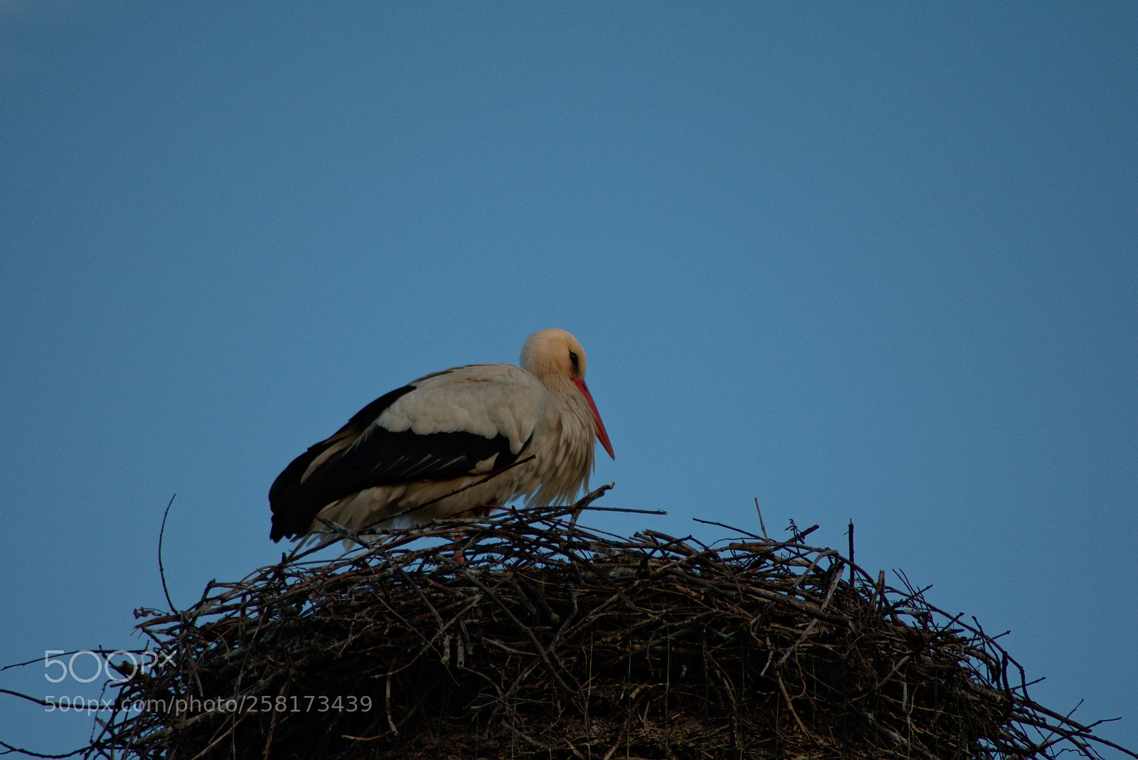 Nikon D3400 sample photo. Stork photography
