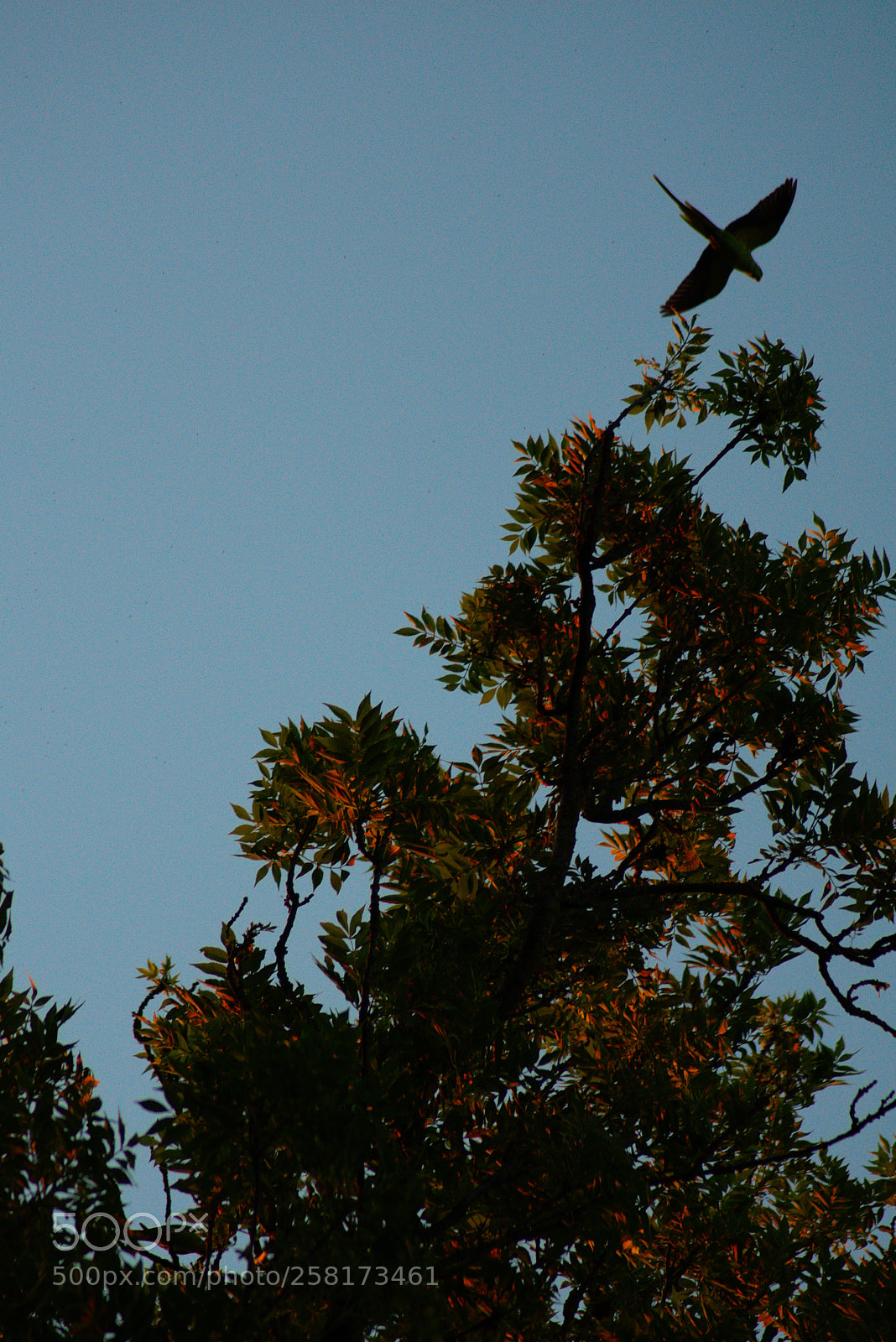 Nikon D3400 sample photo. Caught in flight photography