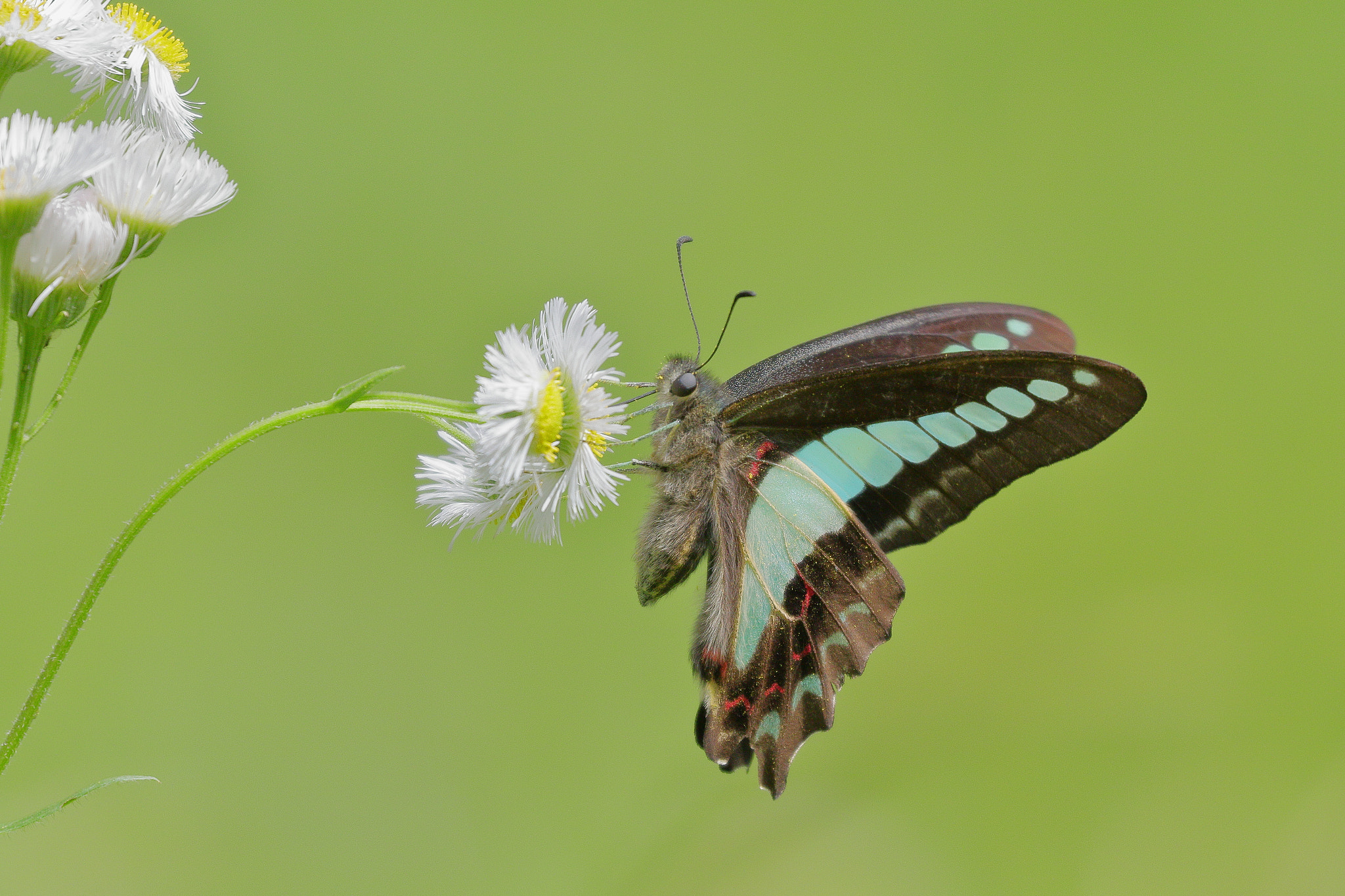 Canon EF 100-400mm F4.5-5.6L IS II USM sample photo. Swallowtail butterfly 7i2a1199 photography