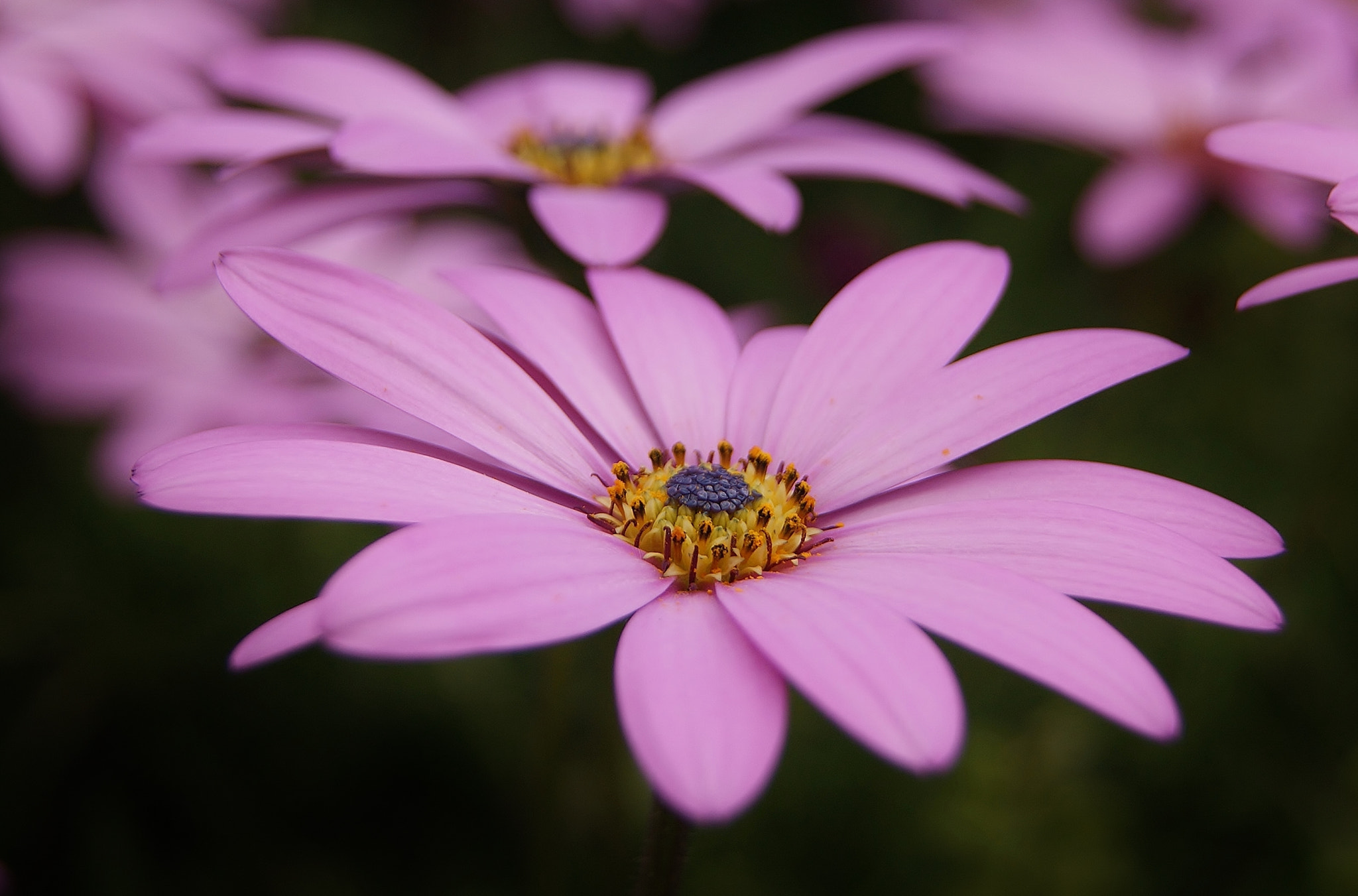 Sony Alpha DSLR-A380 sample photo. All blooming now :) photography