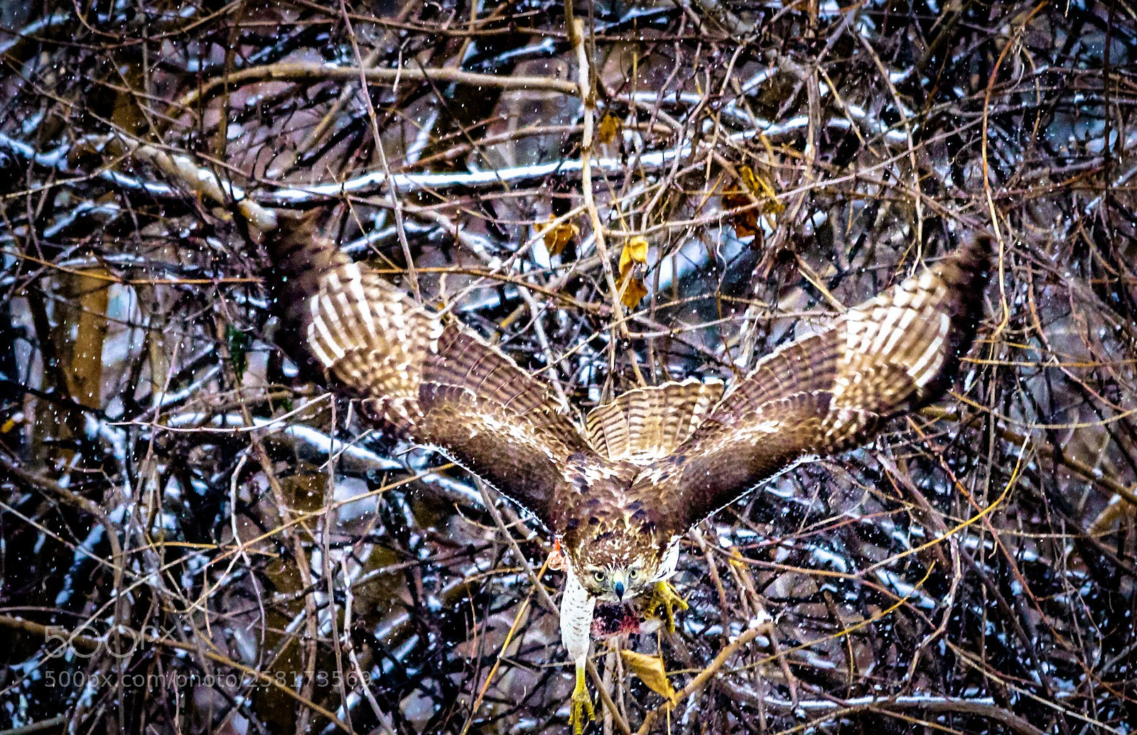 Canon EOS 7D Mark II sample photo. Out of the woods photography