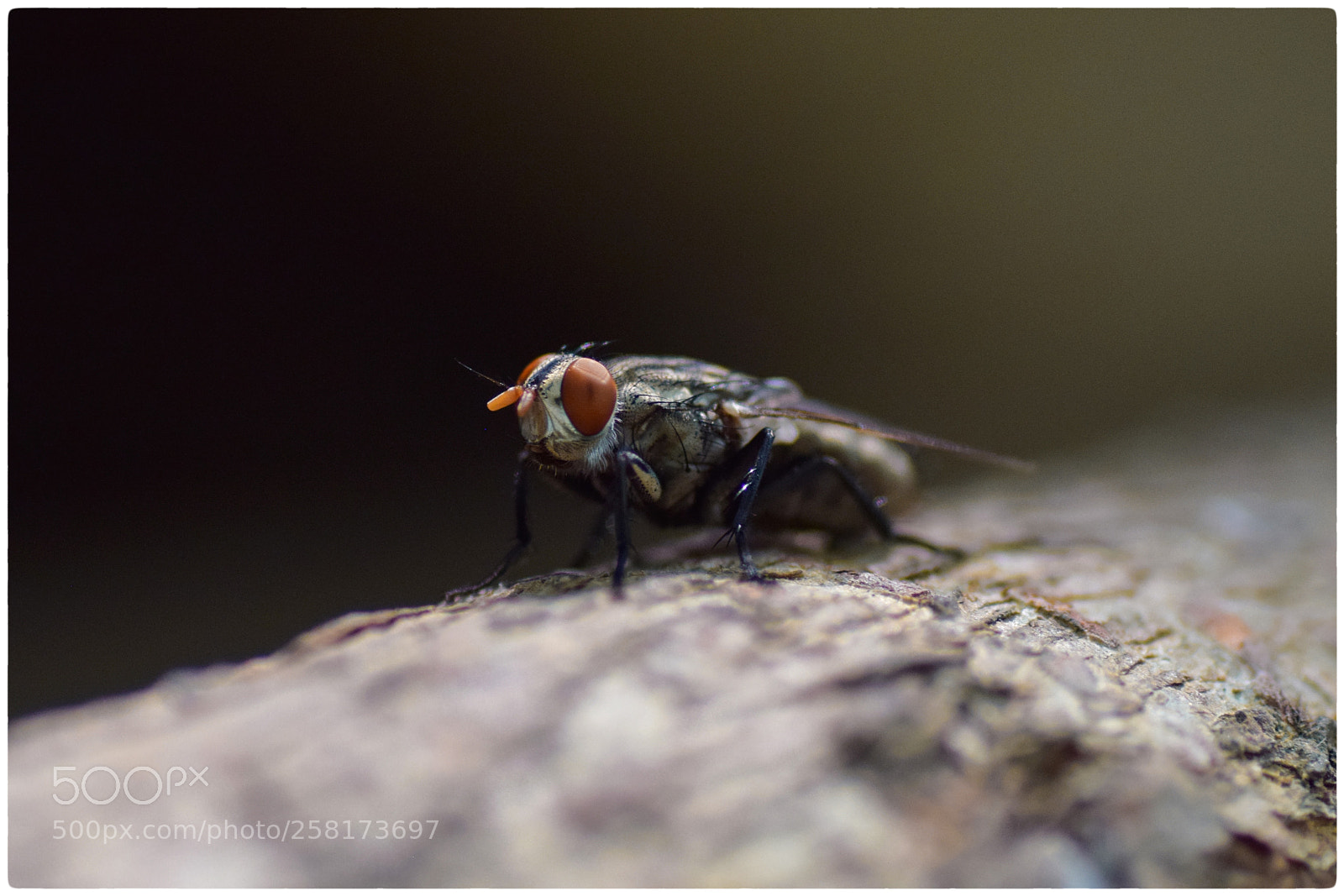 Nikon D5300 sample photo. Fly 2 photography