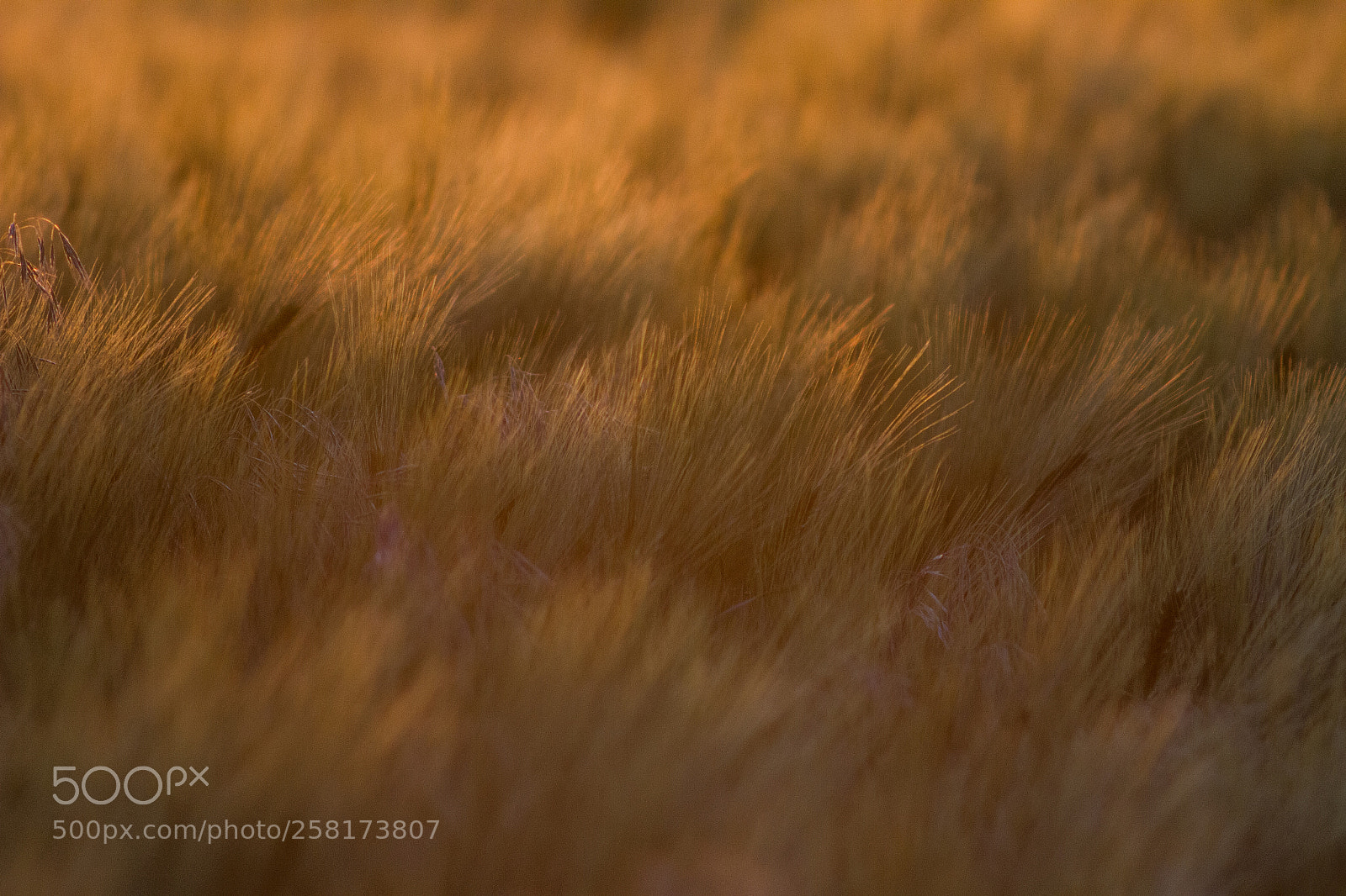 Canon EOS 7D sample photo. Morning photography