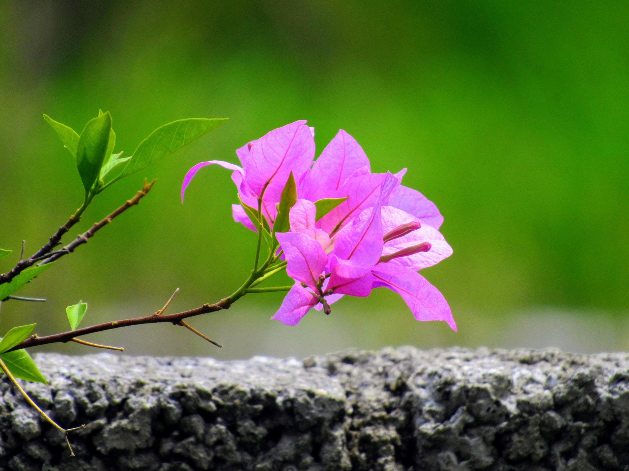 Canon PowerShot SX520 HS sample photo. Img photography