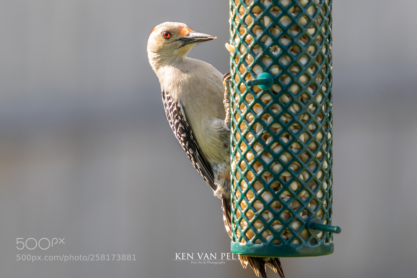 Canon EOS 7D Mark II sample photo. Red bellied woodpecker on photography