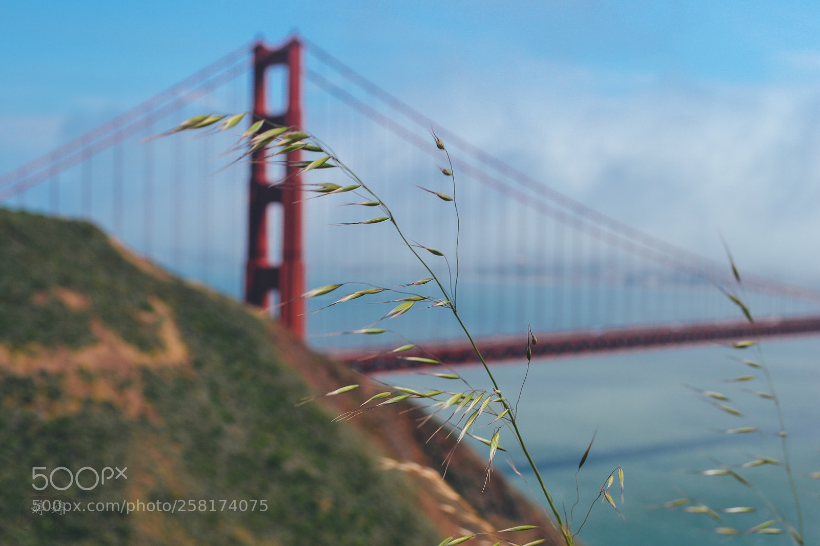 Nikon D3100 sample photo. Background bridge photography