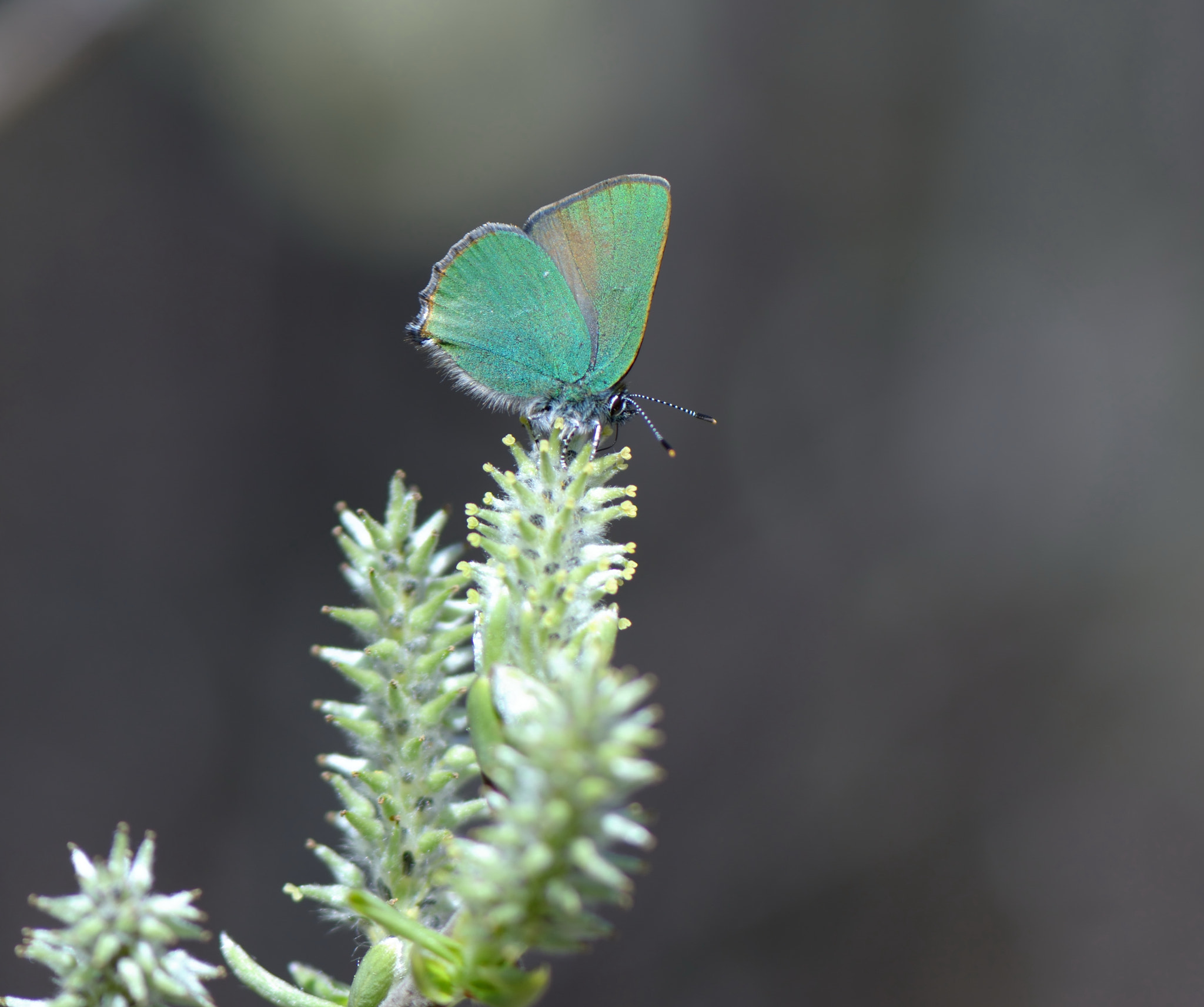 Nikon D800 + Nikon AF-S Micro-Nikkor 105mm F2.8G IF-ED VR sample photo. Callophrys rubi photography