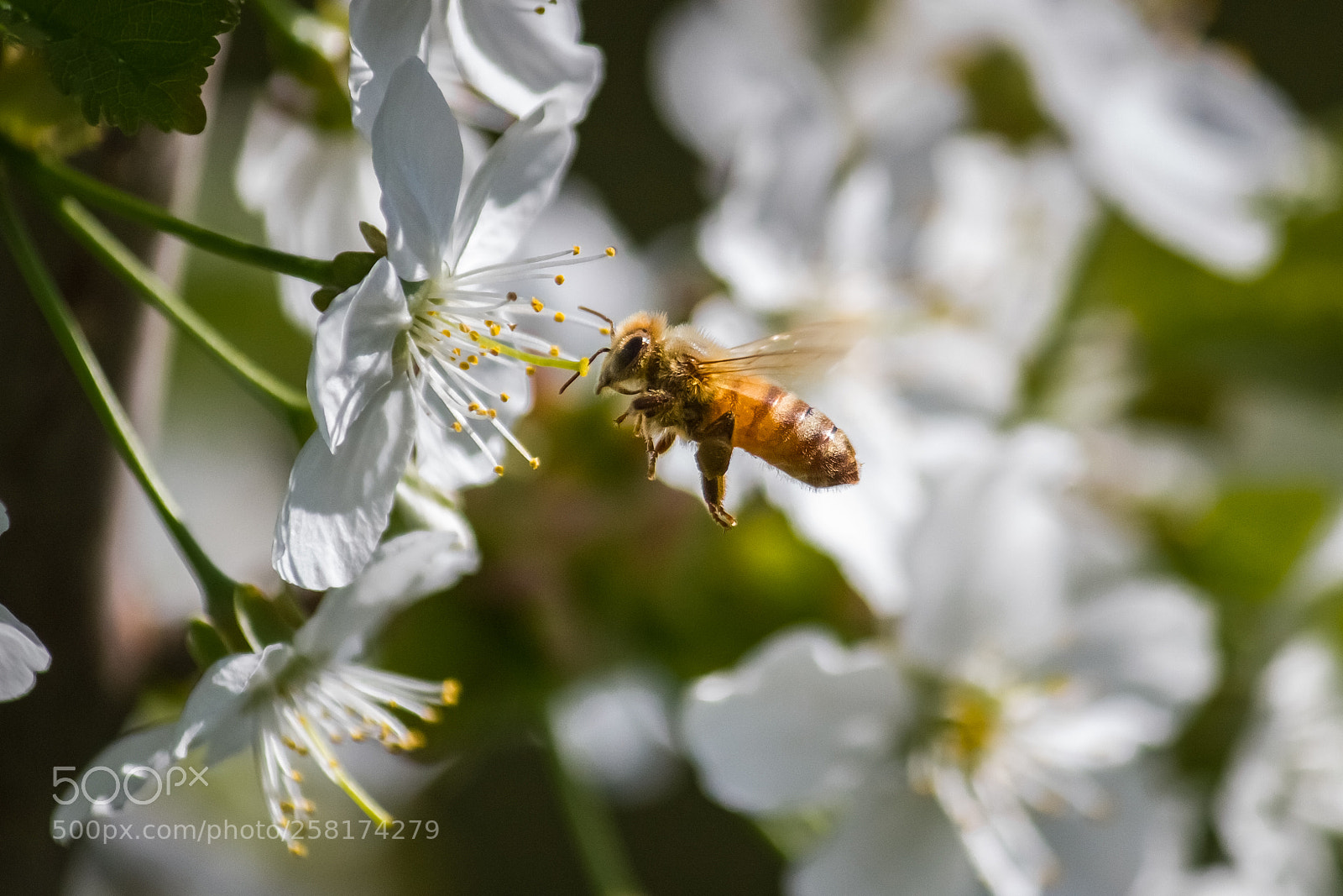 Canon EOS 550D (EOS Rebel T2i / EOS Kiss X4) sample photo. Bee photography