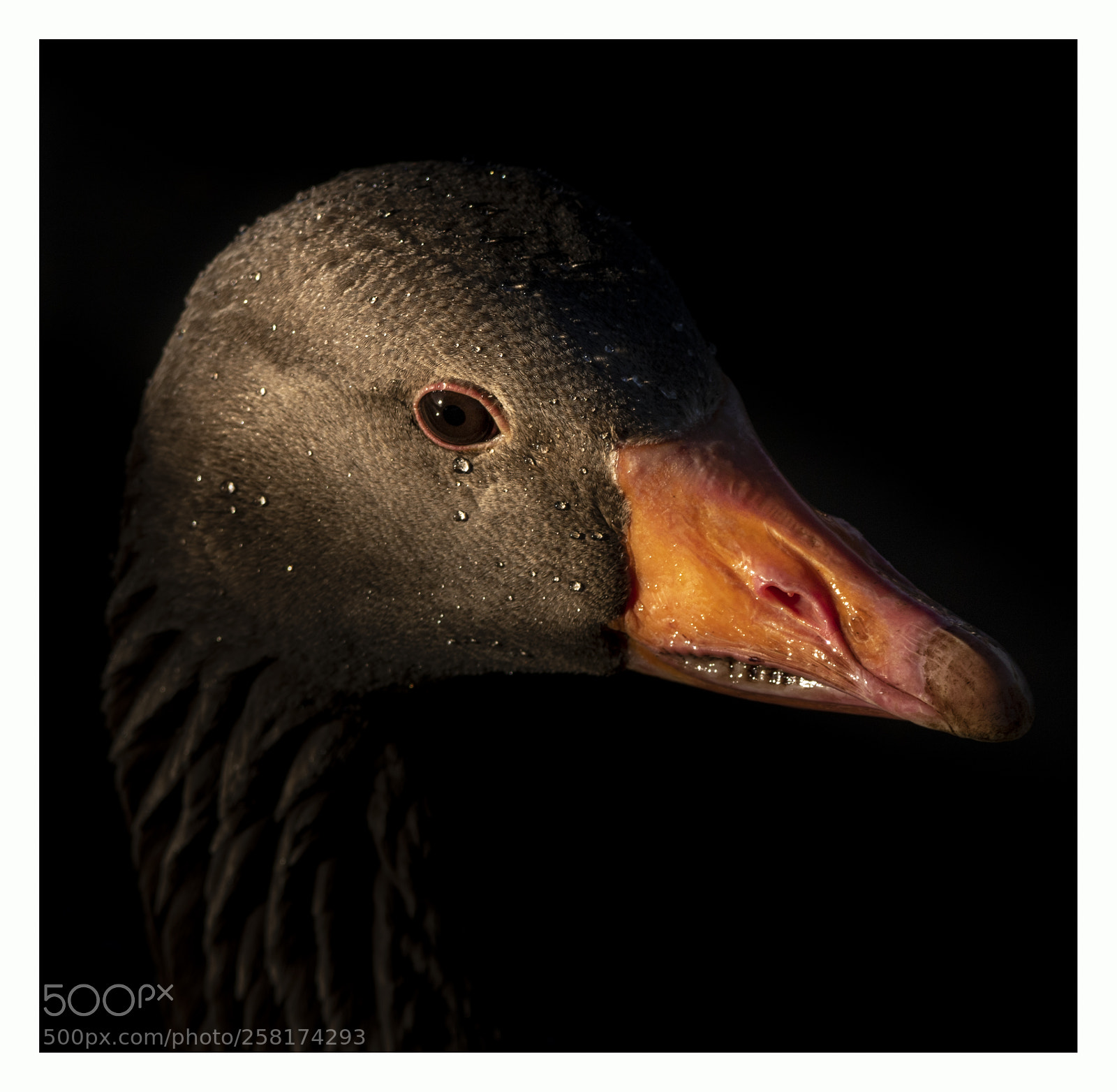 Canon EOS 750D (EOS Rebel T6i / EOS Kiss X8i) sample photo. Greylag photography