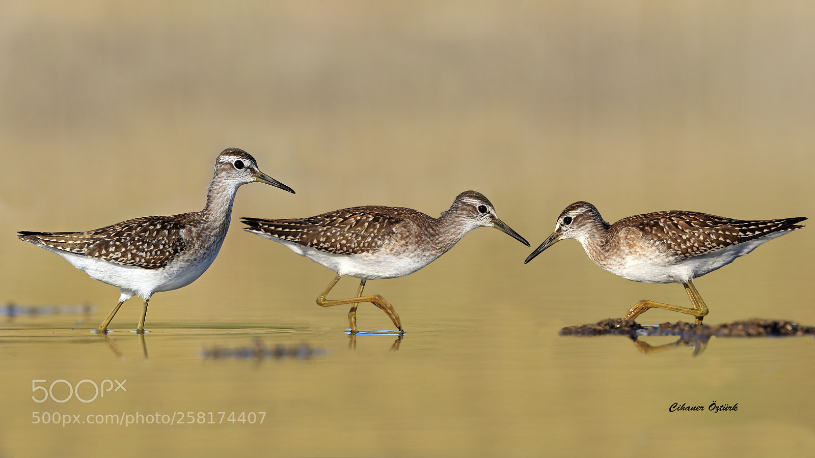 Canon EOS 7D Mark II sample photo. Wood sandpiper. photography