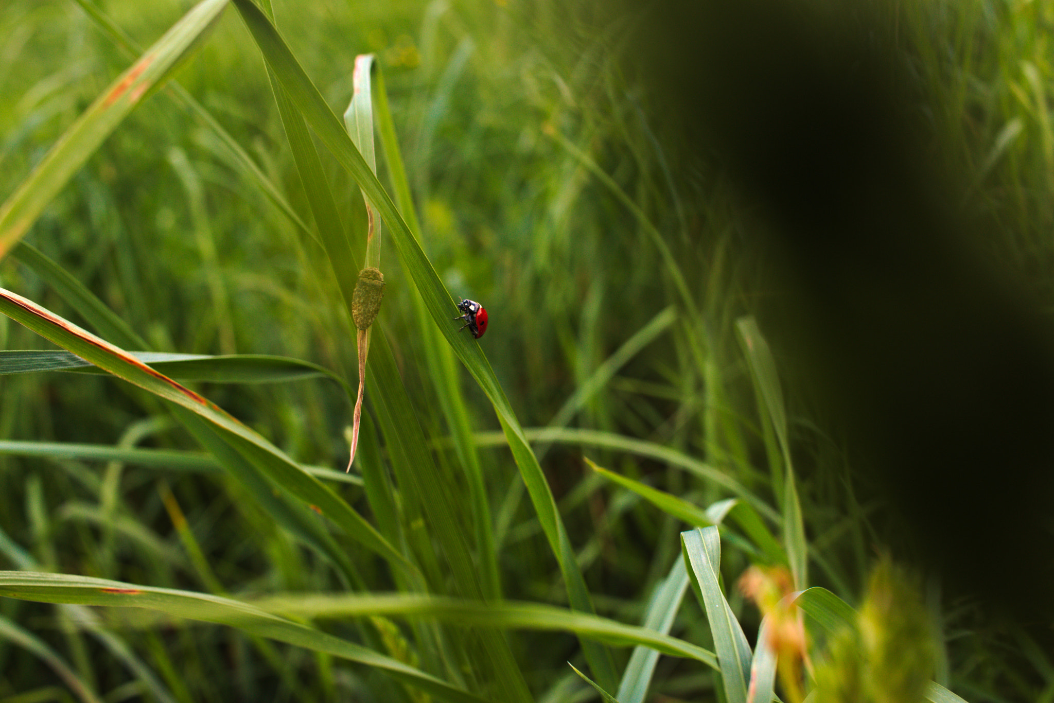 Canon EF-S 24mm F2.8 STM sample photo