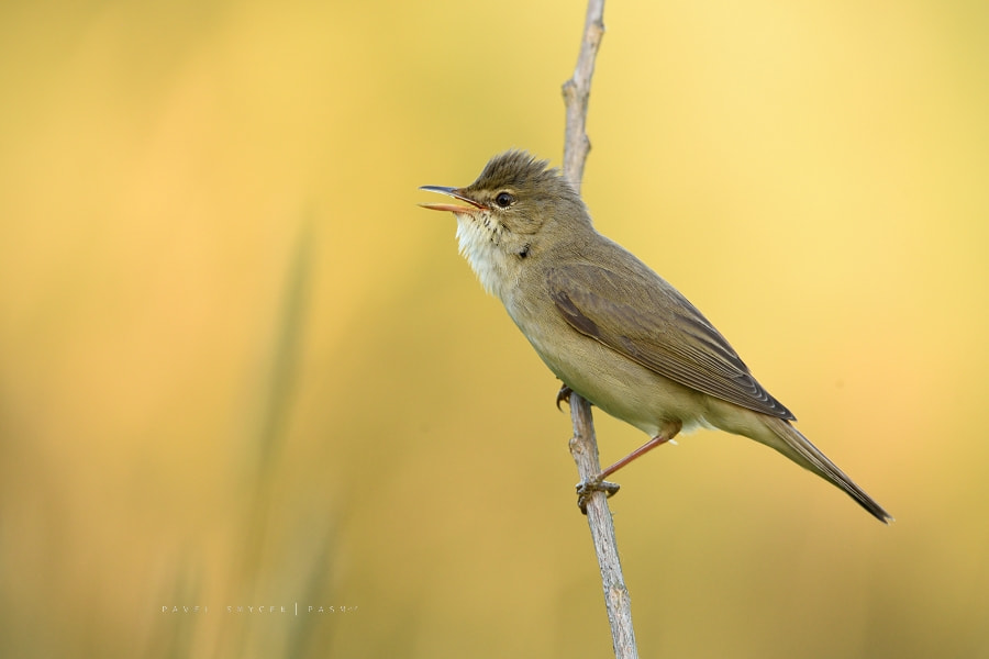 Sigma 150-600mm F5-6.3 DG OS HSM | S sample photo. Acrocephalus palustris photography