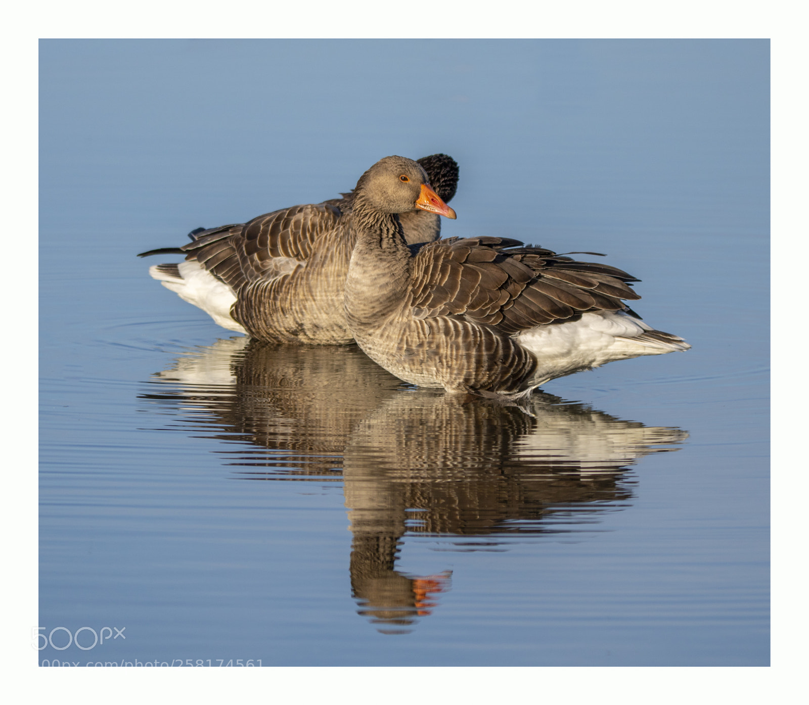 Canon EOS 750D (EOS Rebel T6i / EOS Kiss X8i) sample photo. Geese photography