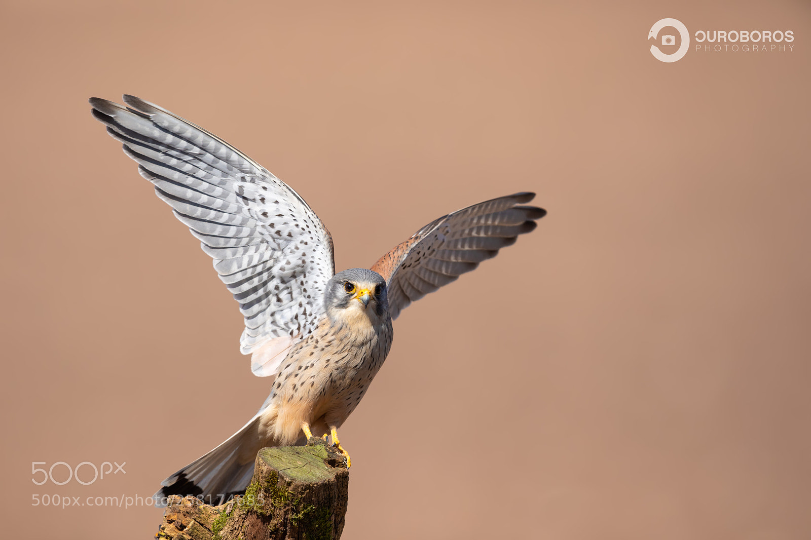 Canon EOS 5D Mark IV sample photo. Kestrel (falco tinnunculus) photography