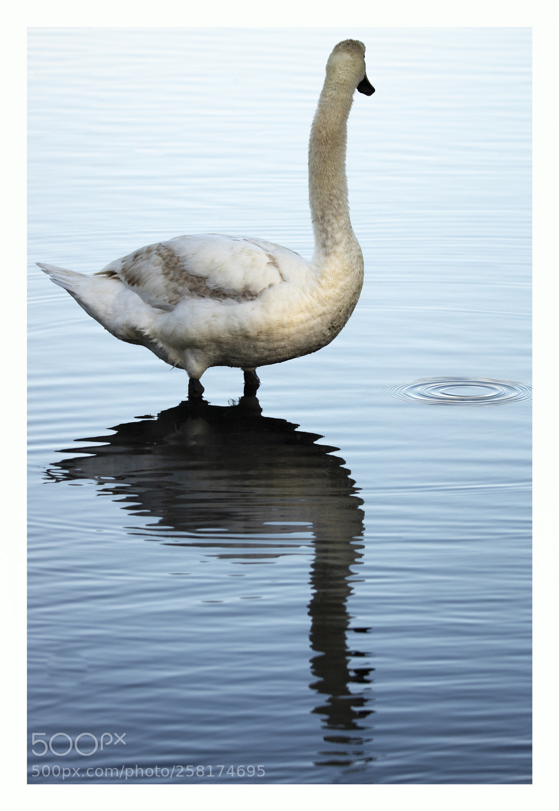 Canon EOS 750D (EOS Rebel T6i / EOS Kiss X8i) sample photo. Swan photography