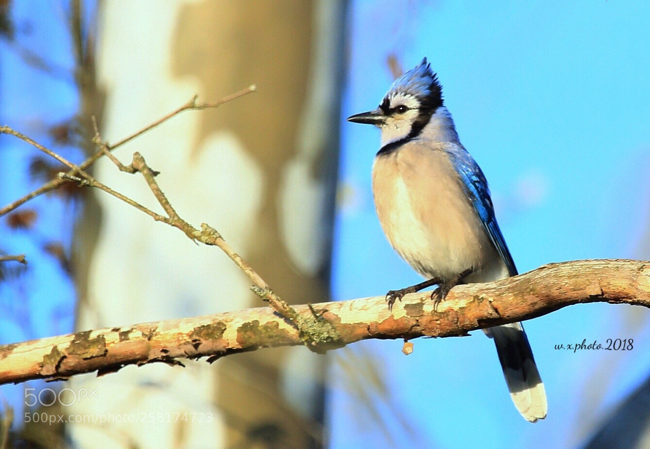 Canon EOS 7D Mark II sample photo. Blue jay photography