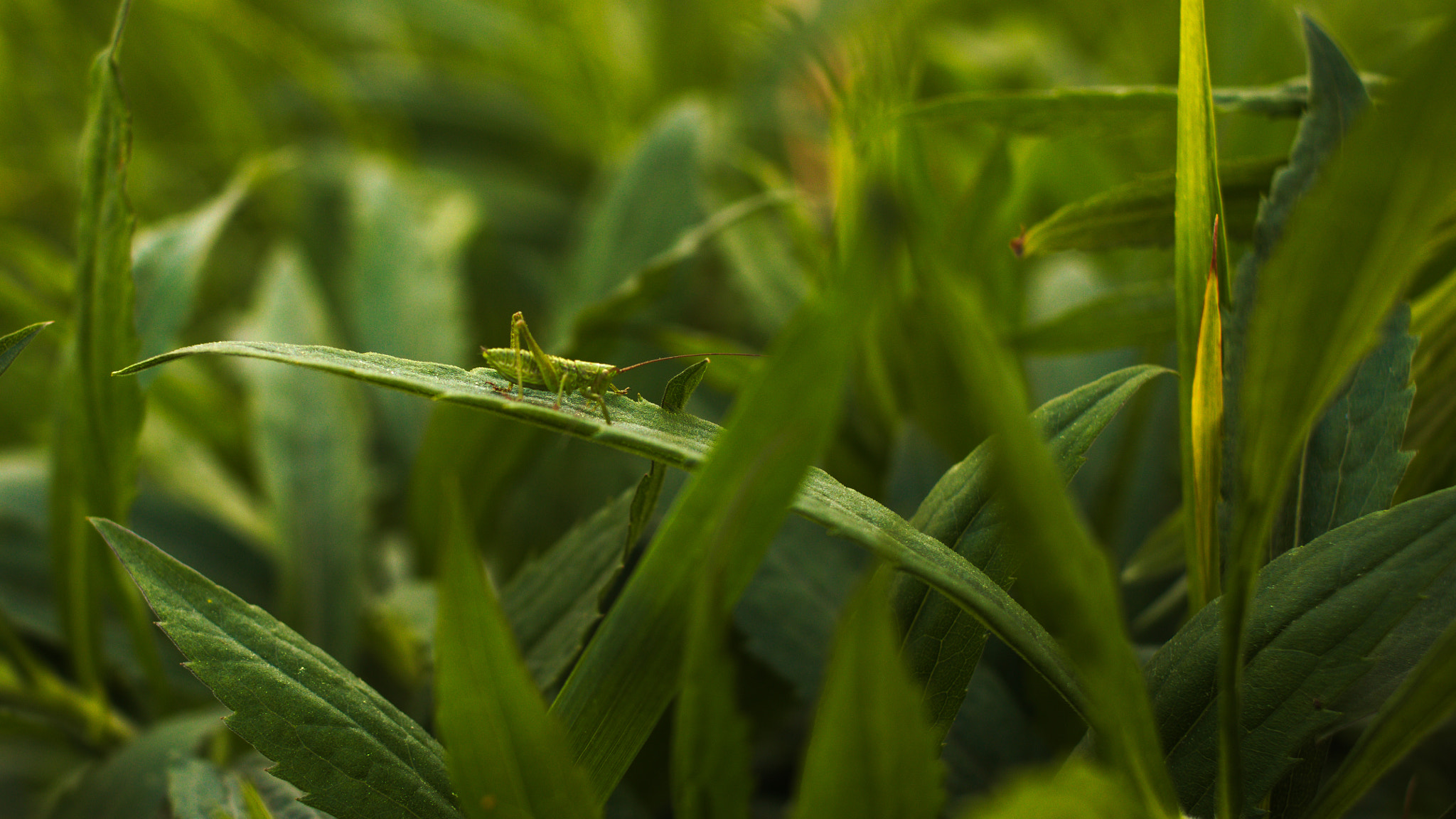 Canon EF-S 24mm F2.8 STM sample photo