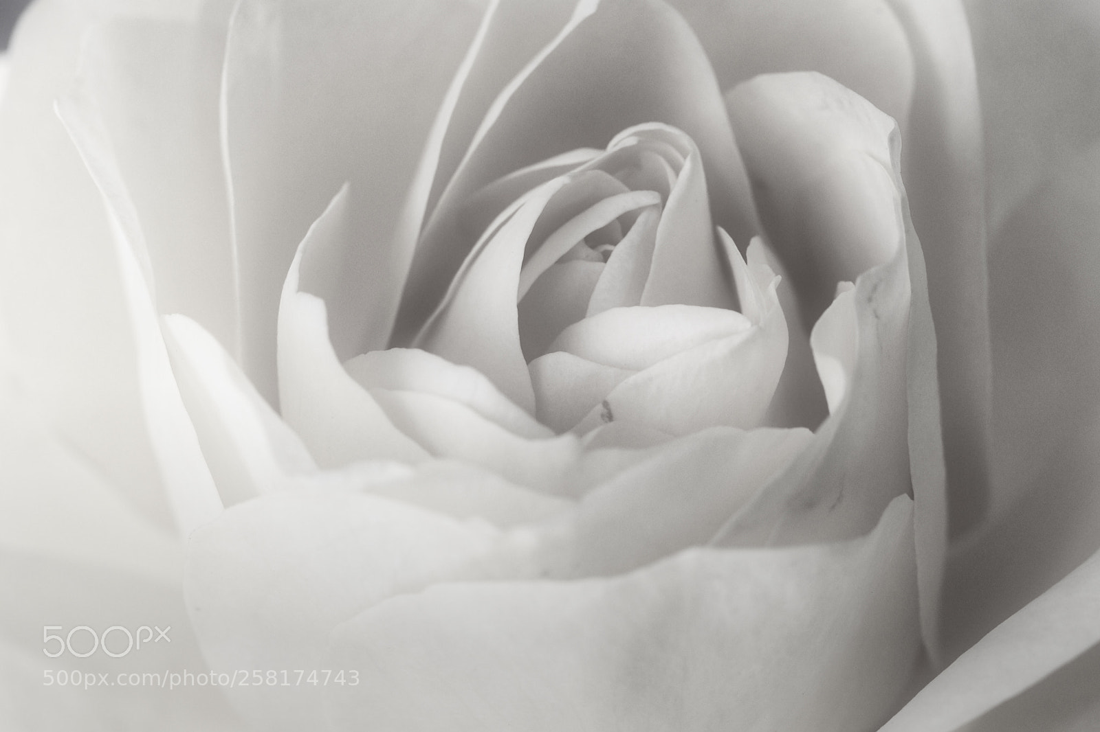 Canon EOS 77D (EOS 9000D / EOS 770D) sample photo. White rose photography