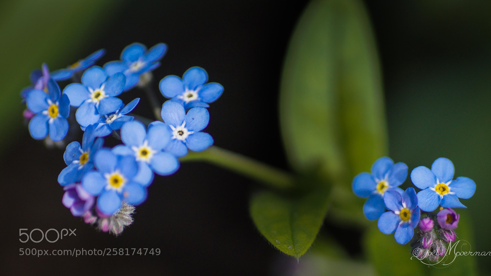 Sony SLT-A57 sample photo. Blue ! photography