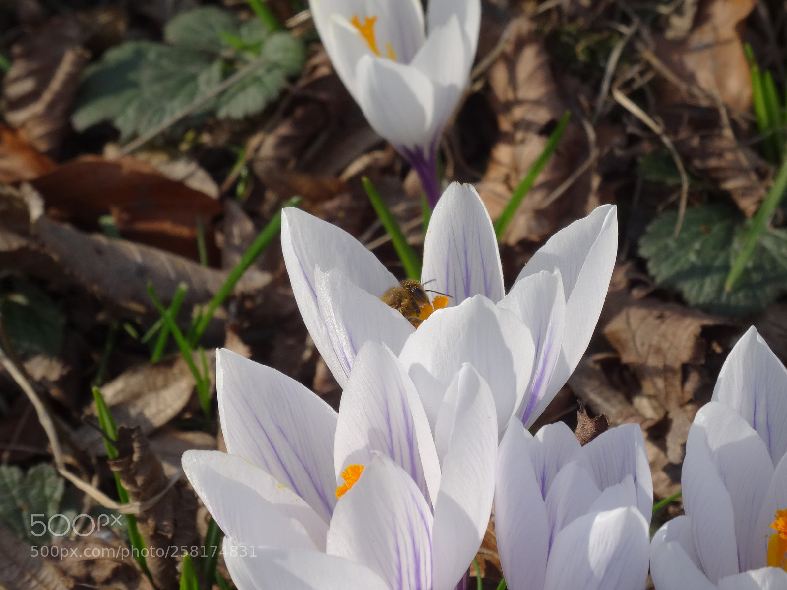 Sony Cyber-shot DSC-HX50V sample photo. Dsc photography