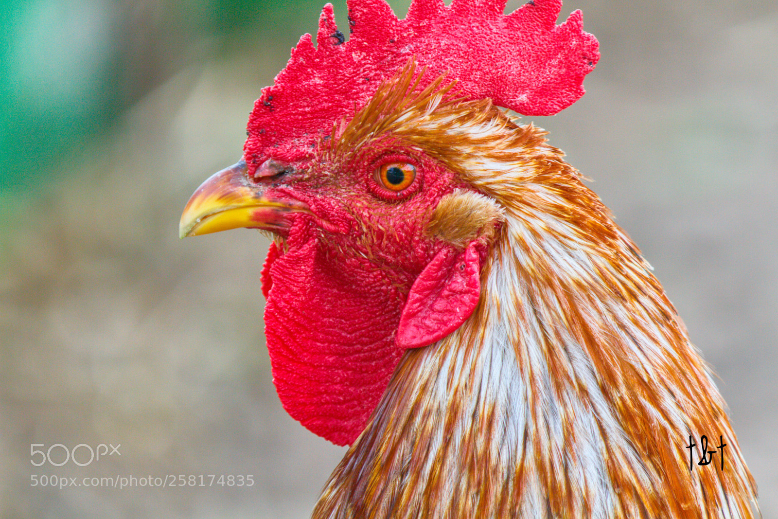 Canon EOS 7D sample photo. Untitled photography