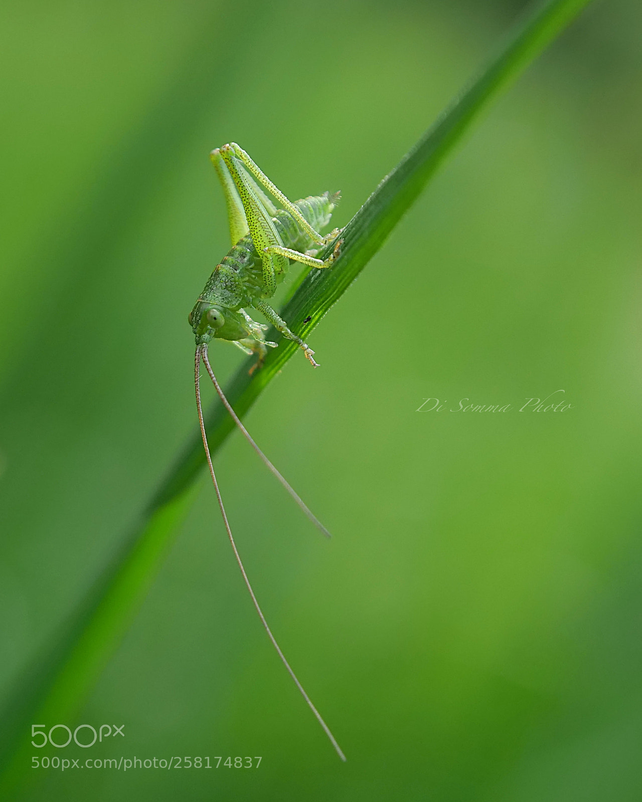 Panasonic Lumix DC-G9 sample photo. P photography