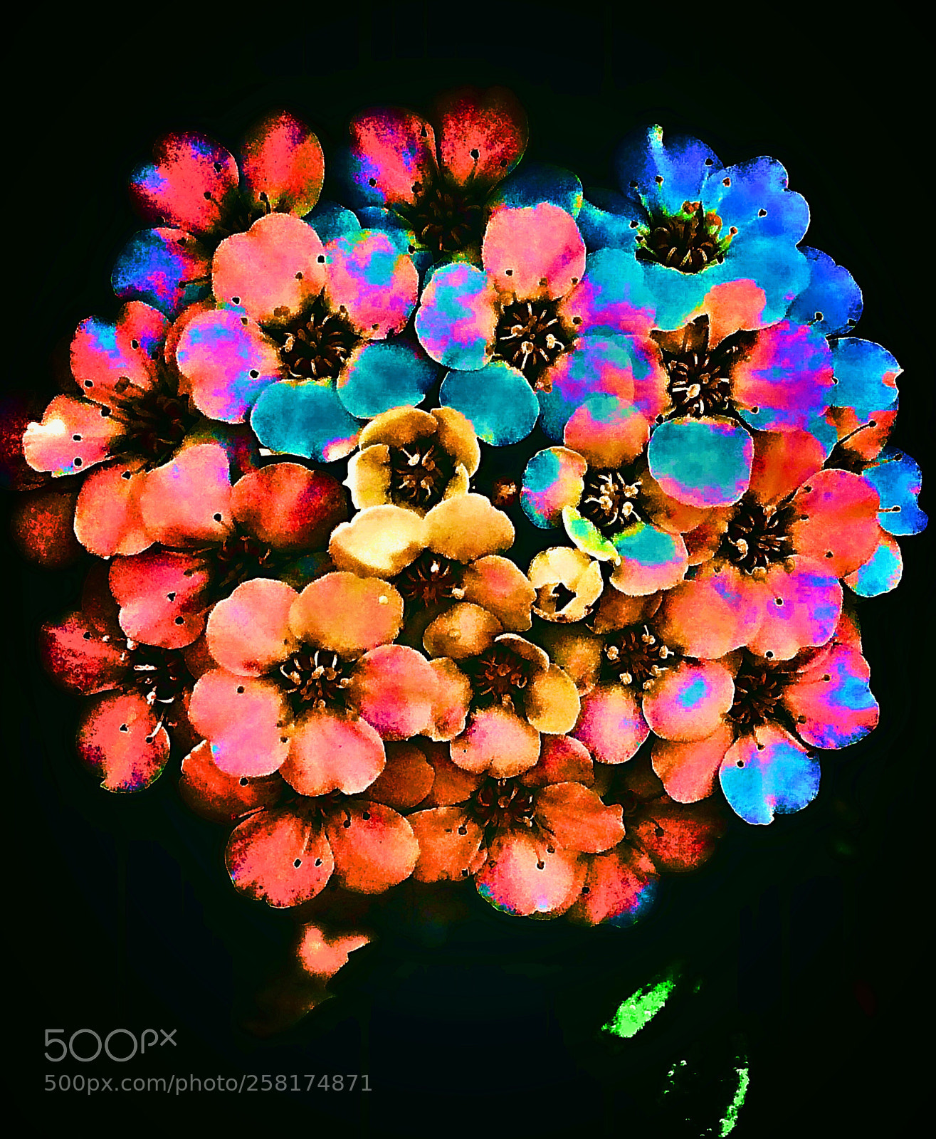Apple iPhone 5s sample photo. Colorful bouquet  photography