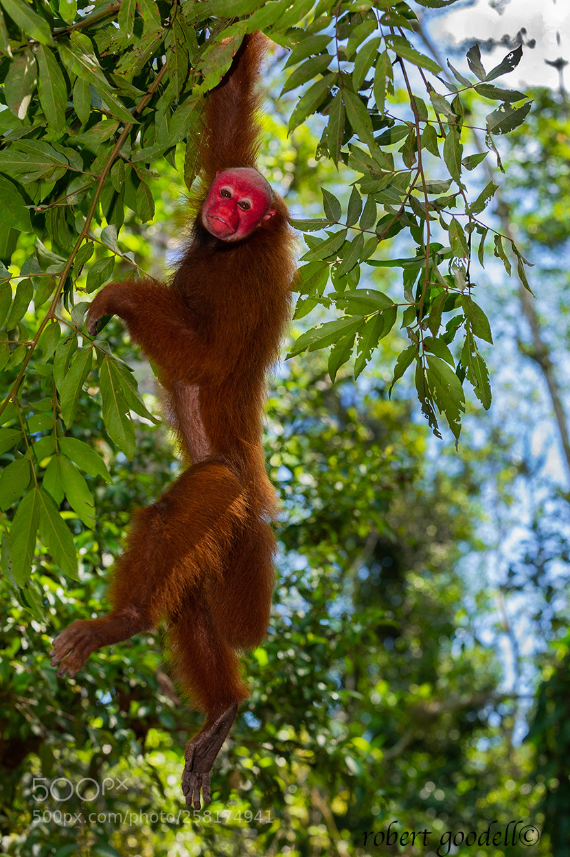 Nikon D3S sample photo. Red bald-headed uakari photography