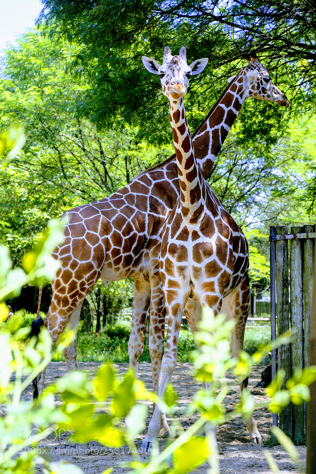 Canon EOS 6D sample photo. Giraffe photography