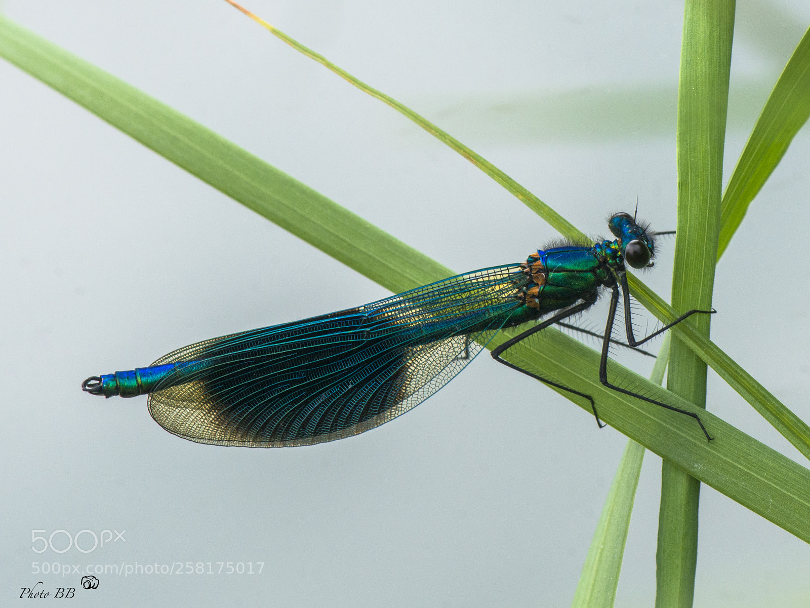 Nikon D800 sample photo. Dragonfly photography