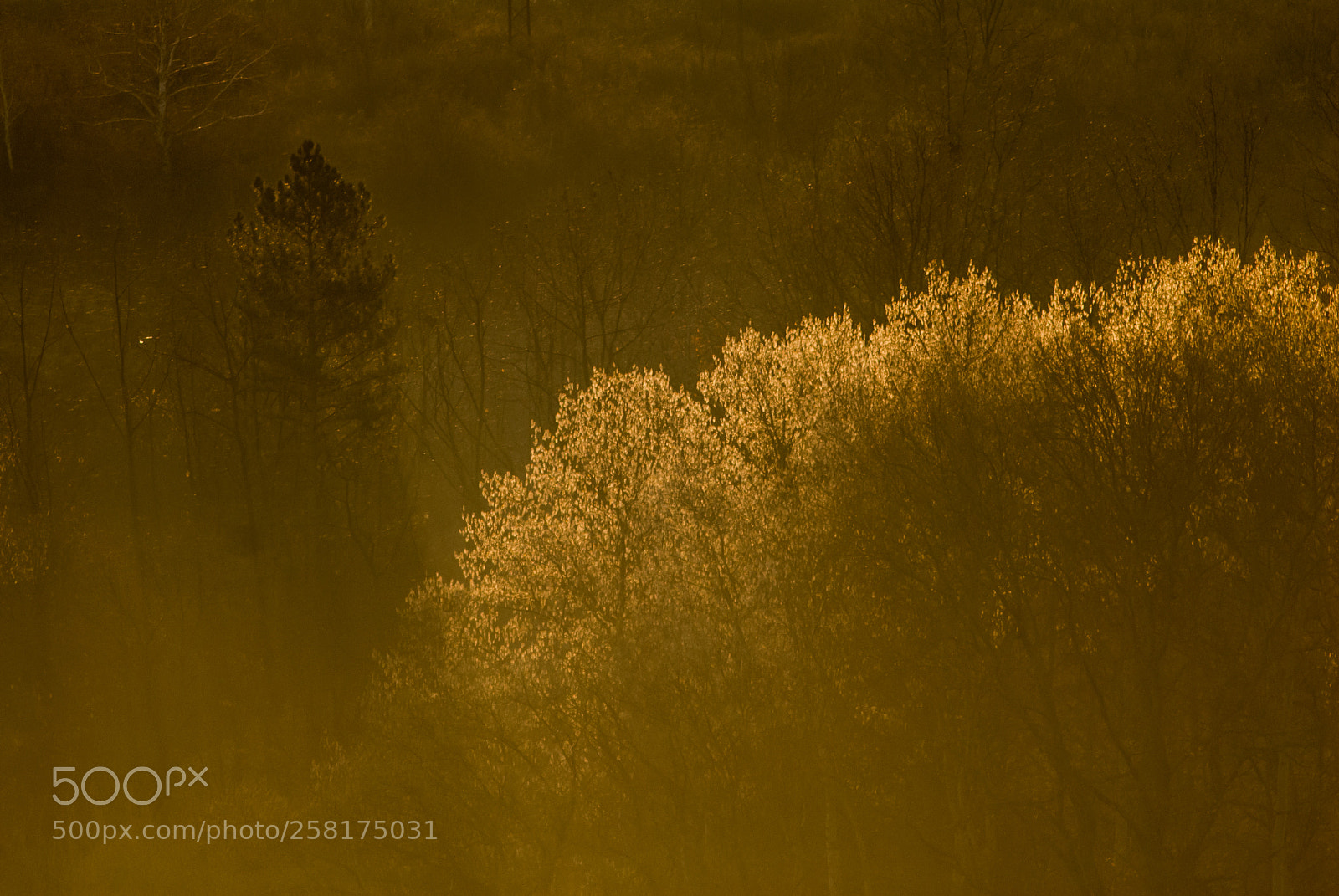 Nikon D200 sample photo. Sun light photography