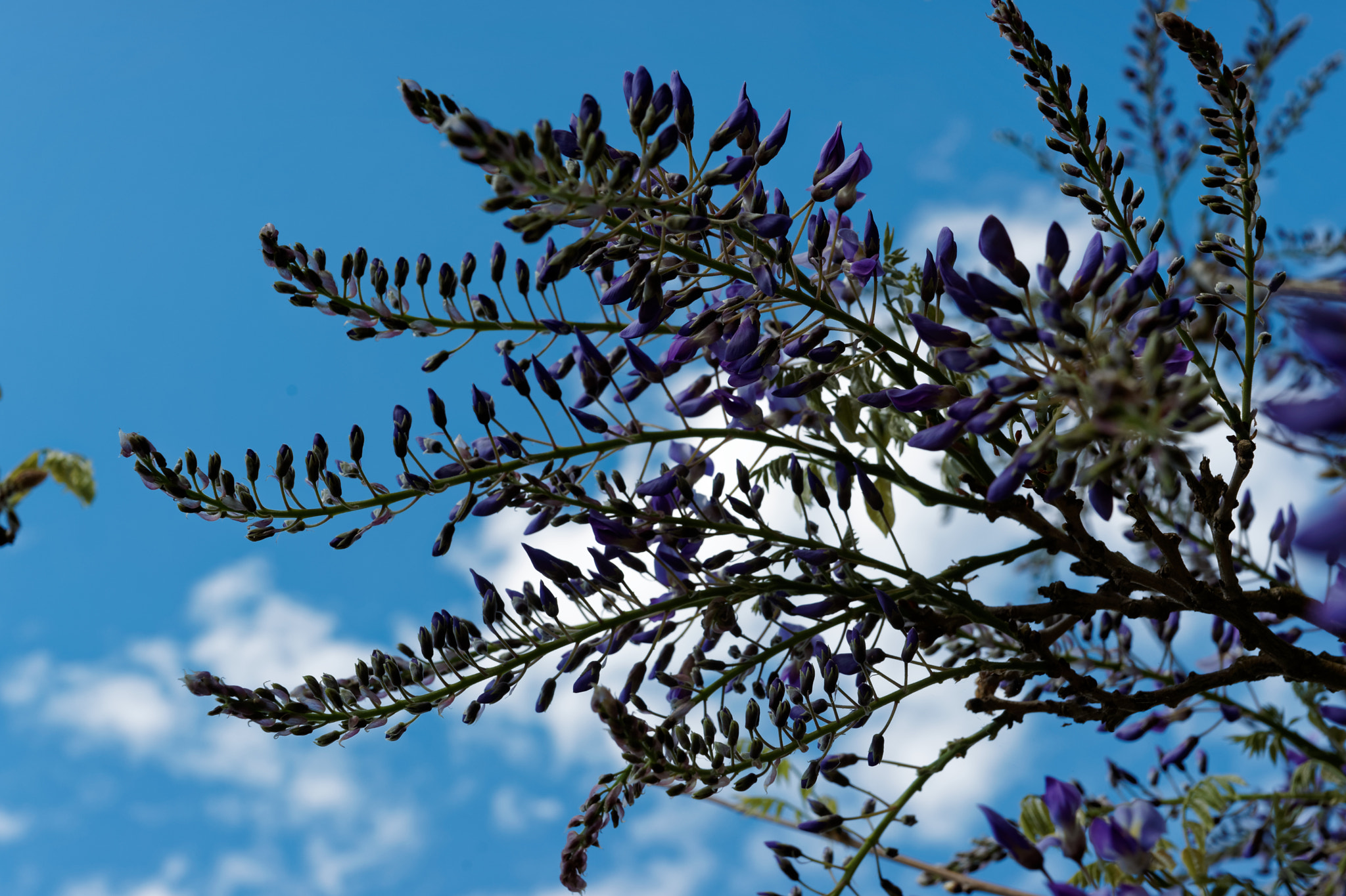 Sony Alpha DSLR-A900 sample photo. Darling buds of may photography
